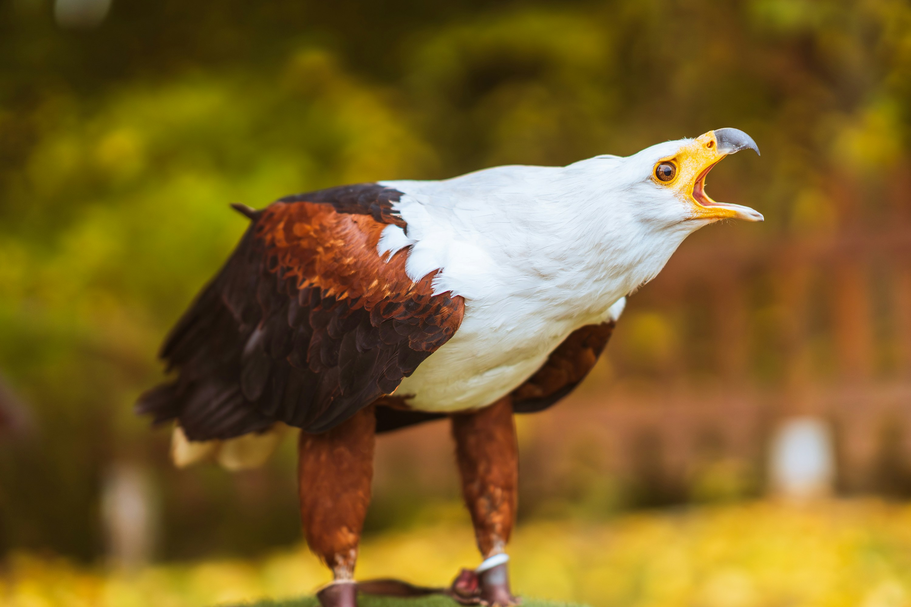 An african fish eagle with its beak open.