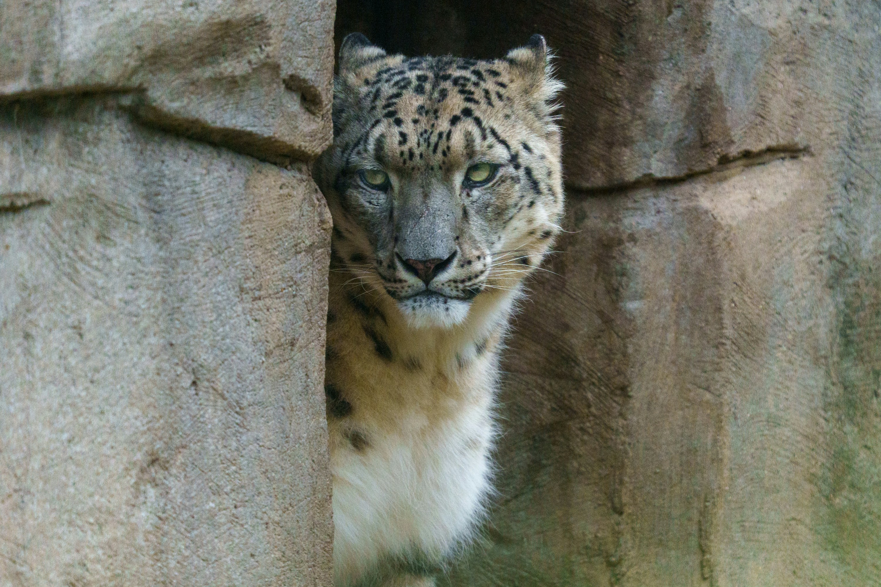 A snow leopard peeking from behind rocks.