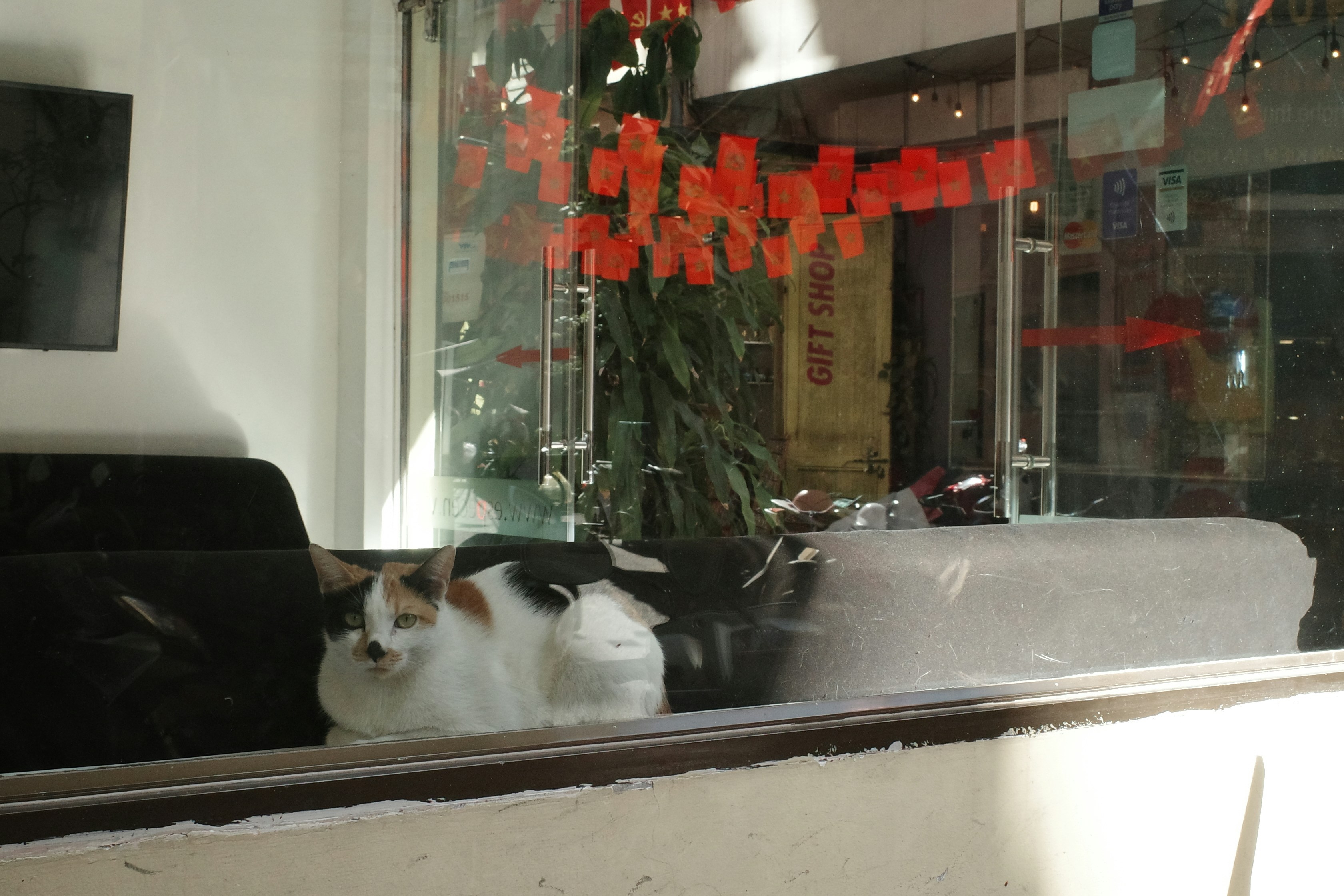 A calico cat rests on a windowsill.