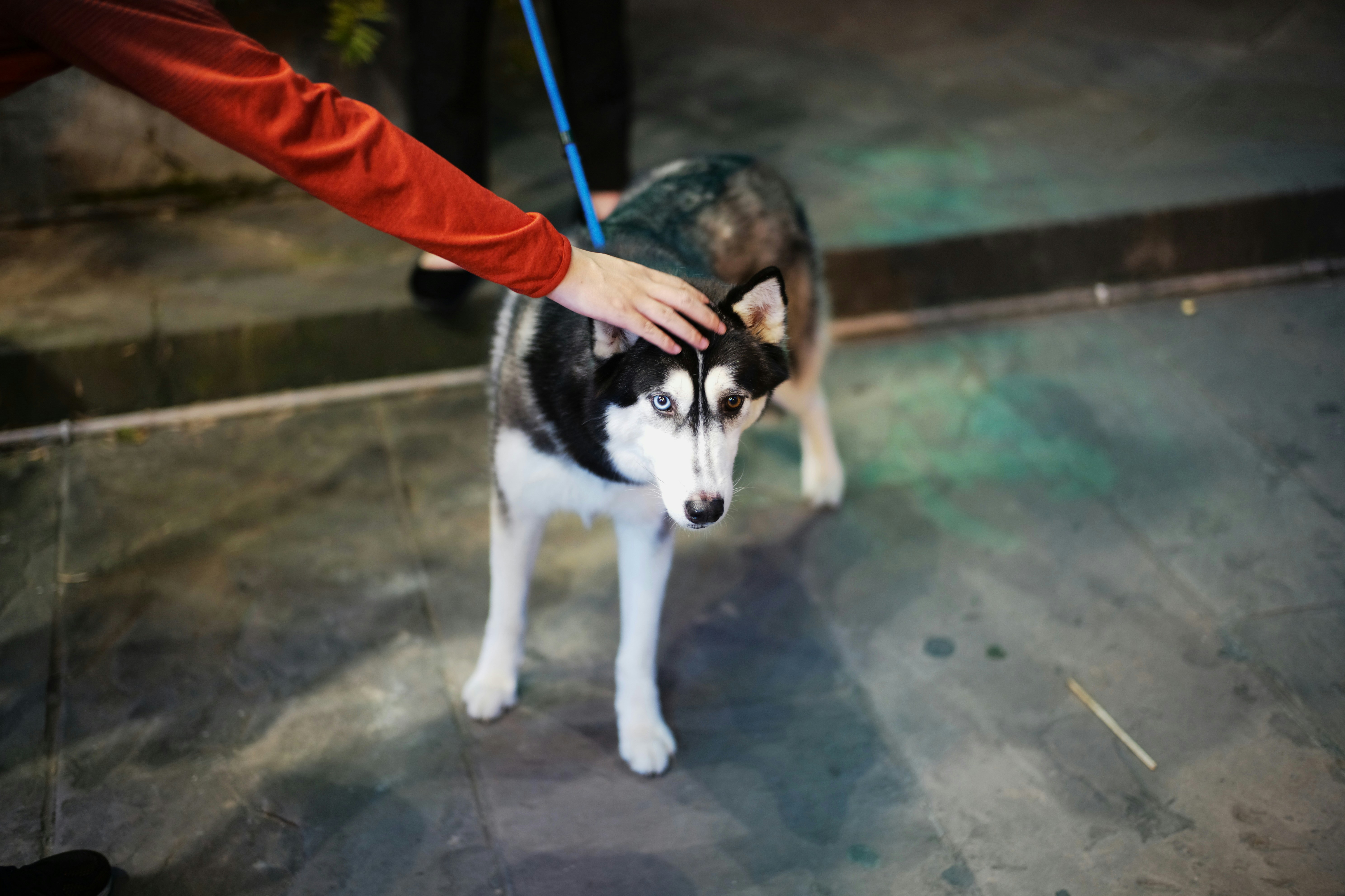 Training and Conditioning for Calm Behavior