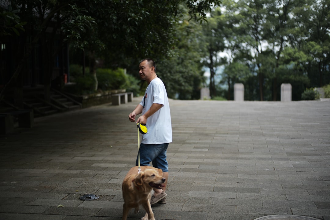Man walking a golden retriever dog on a leash in the park