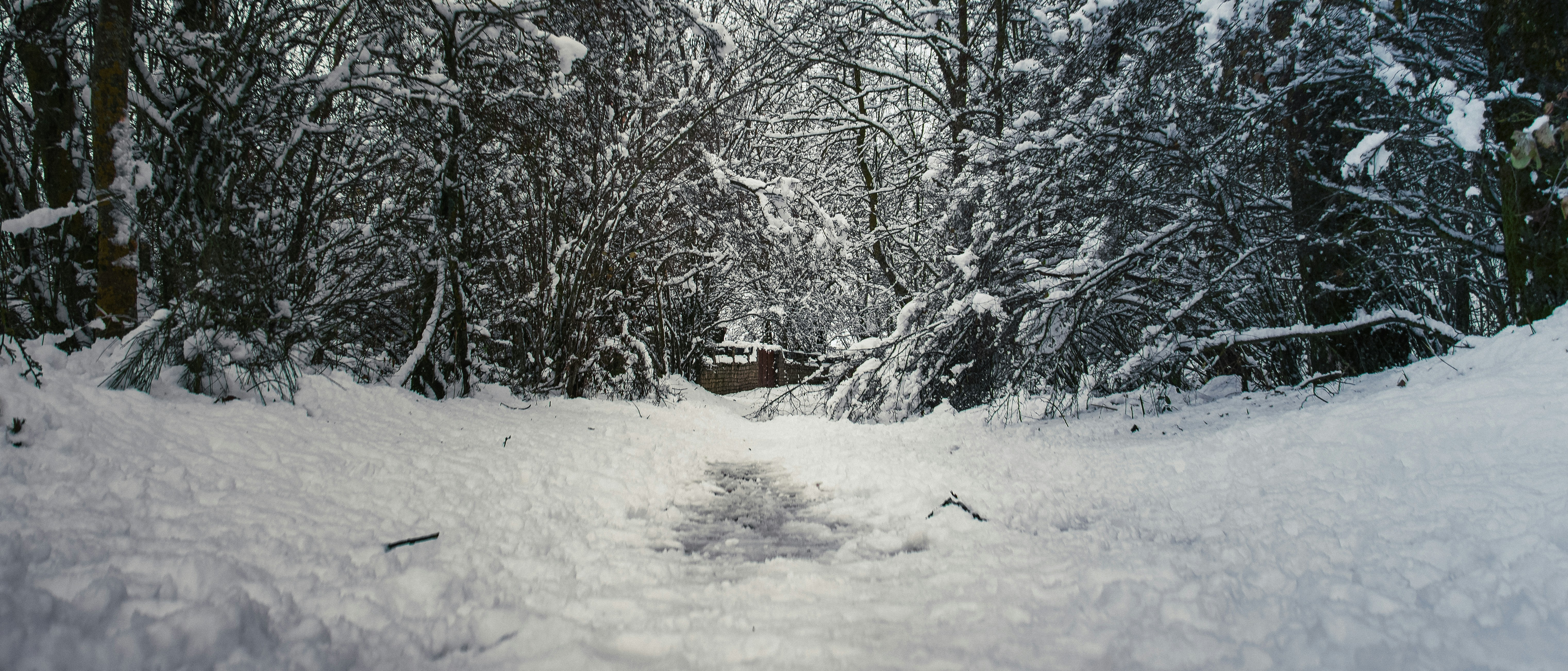 A snowy forest path with trees covered in snow.