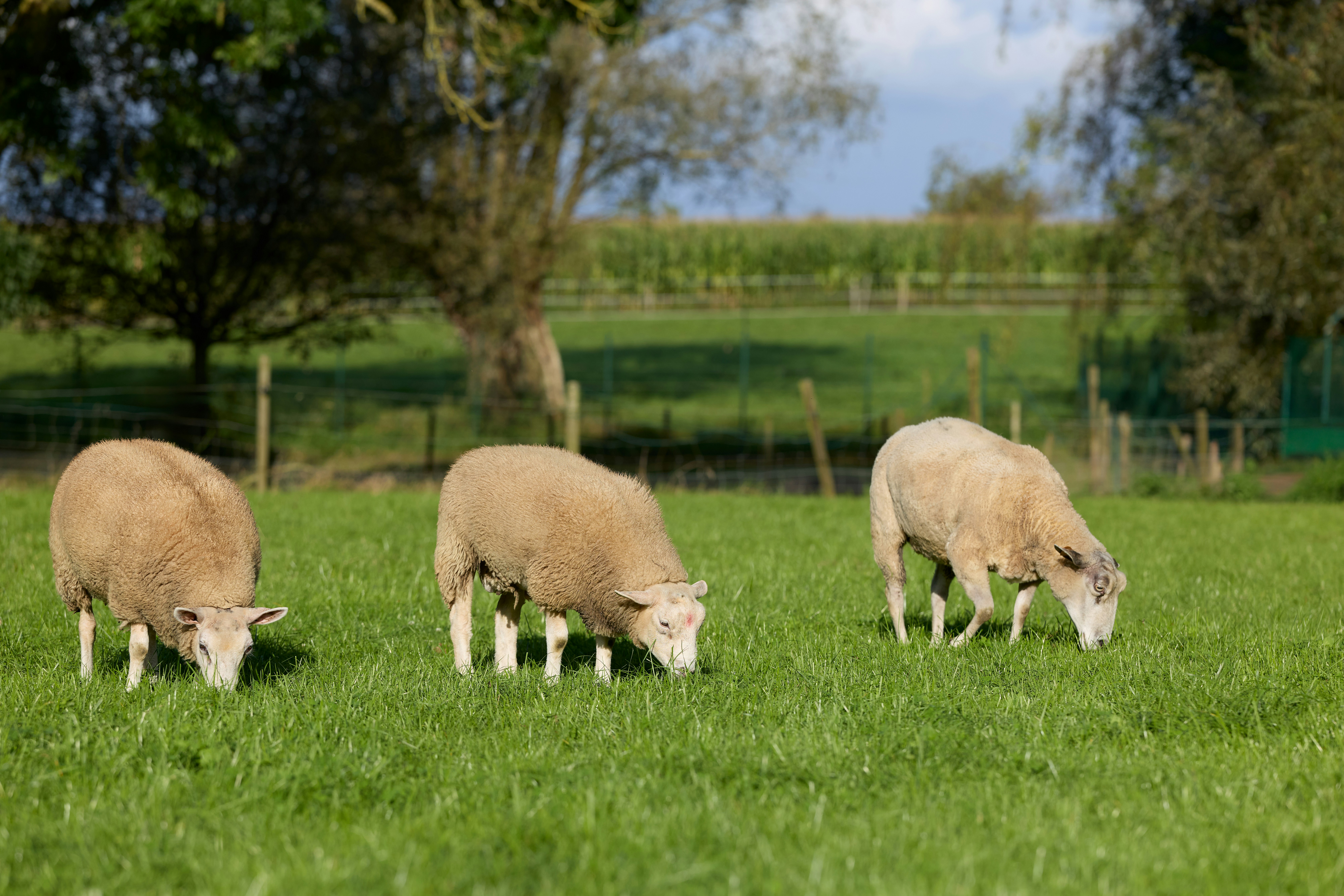 Photo by erwinbosman