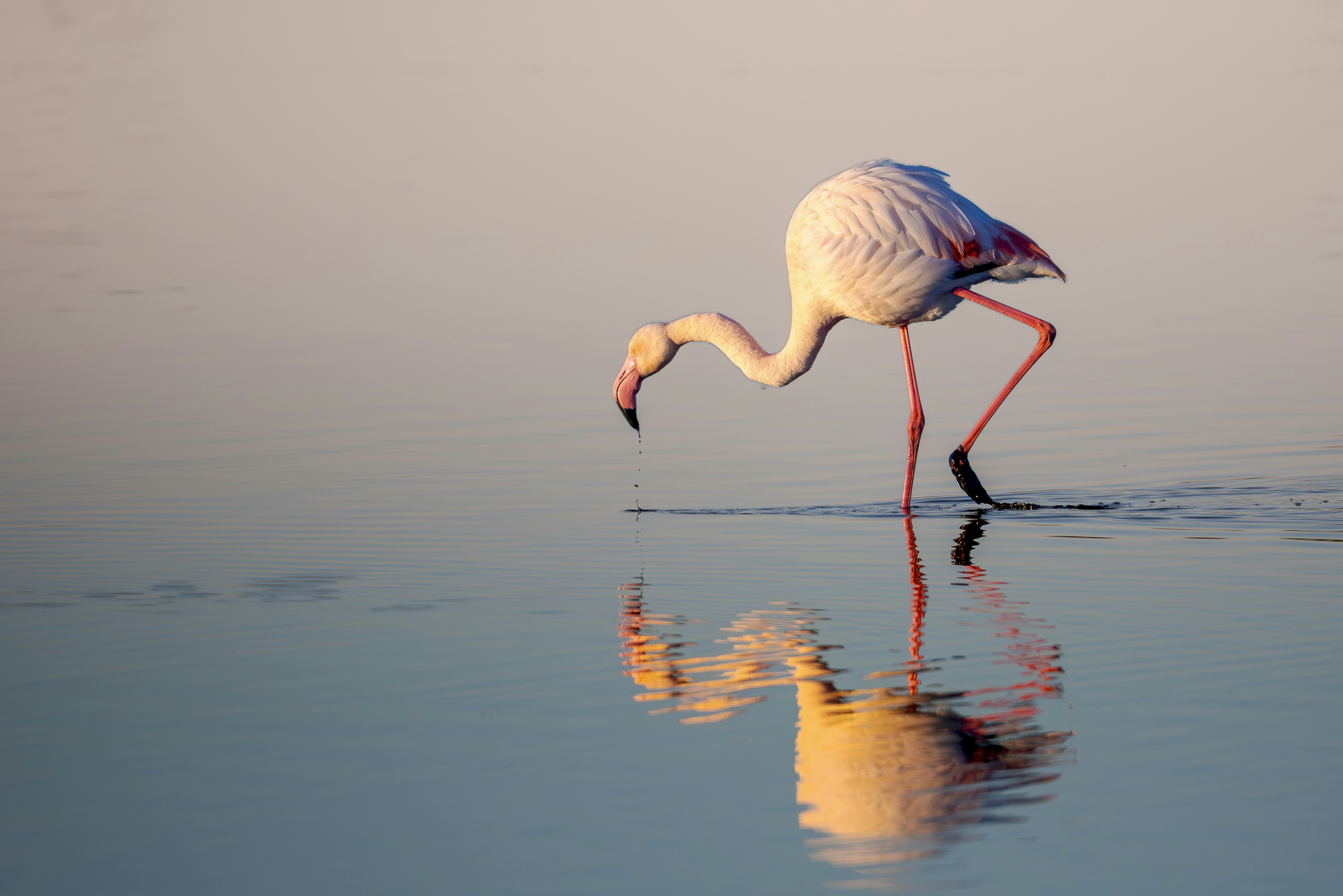 Flamingo wading in shallow water at sunset