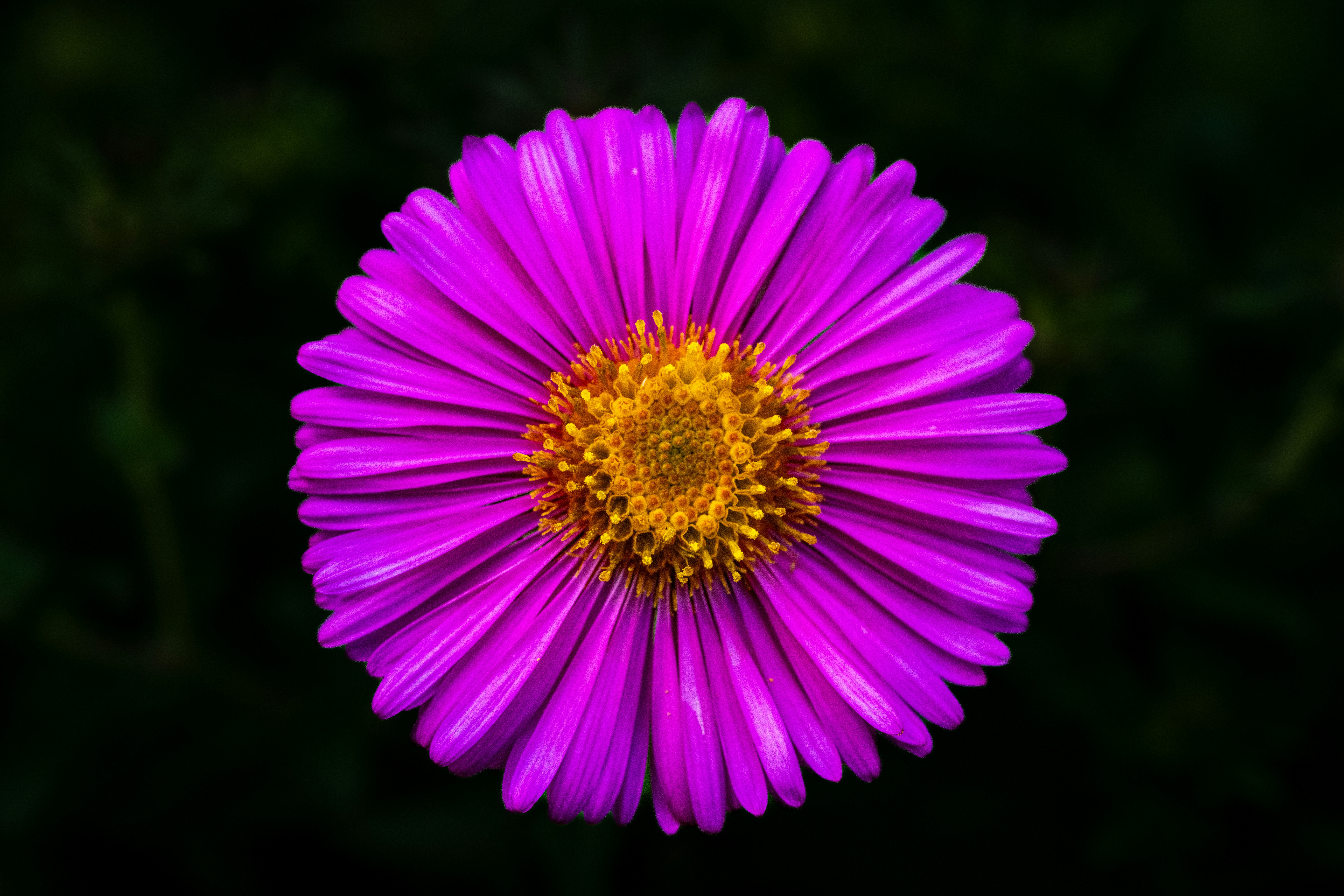 Photo by siegfriedpoepperl