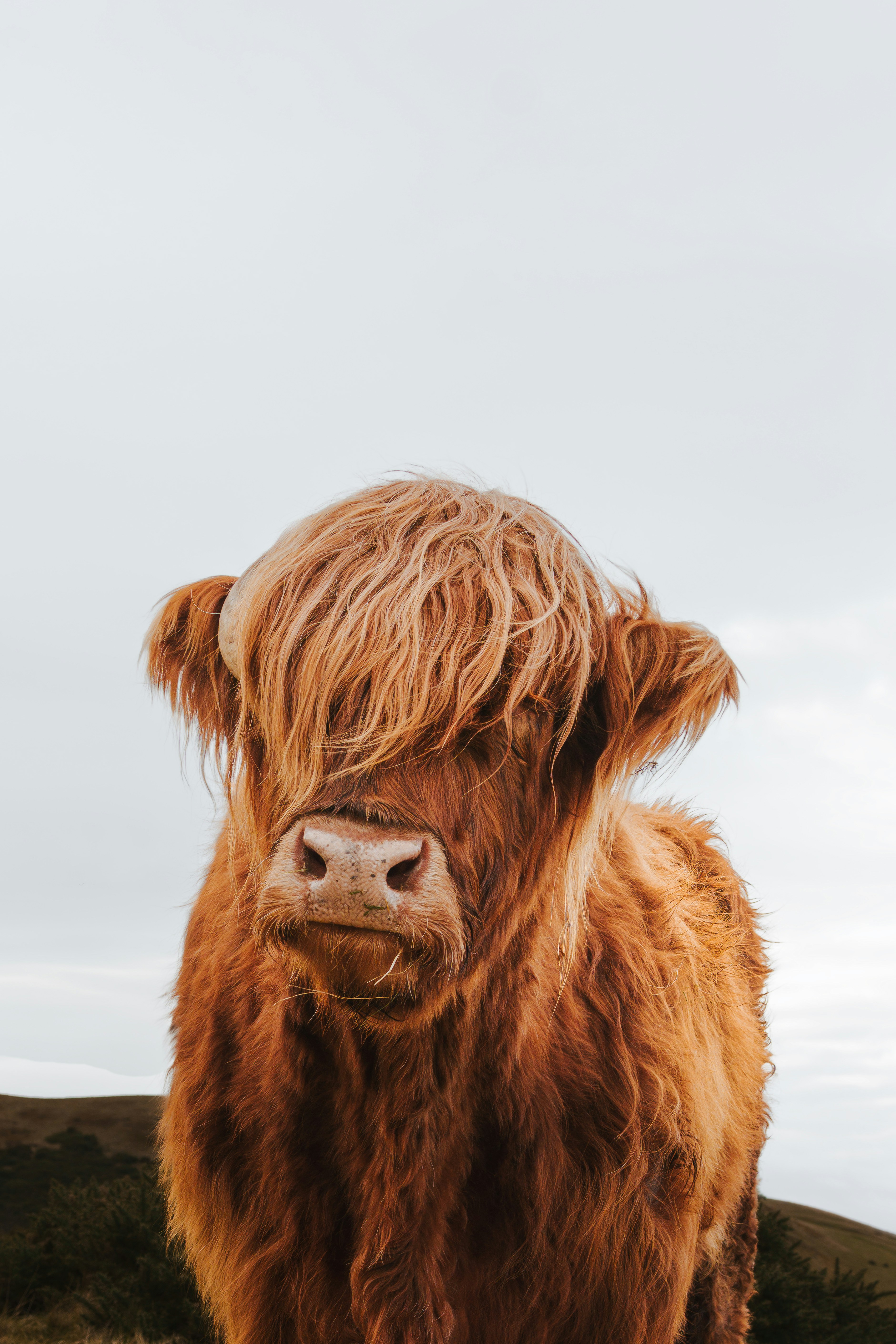 A shaggy highland cow with long bangs