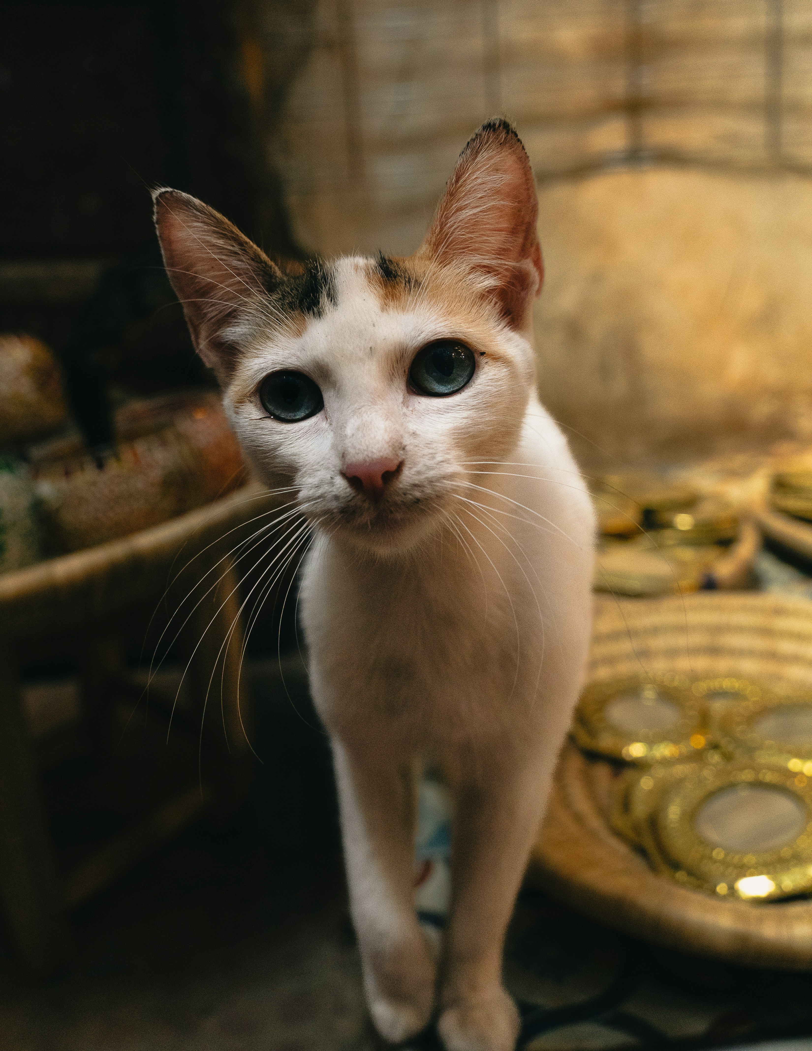 A white cat with blue eyes looks forward.