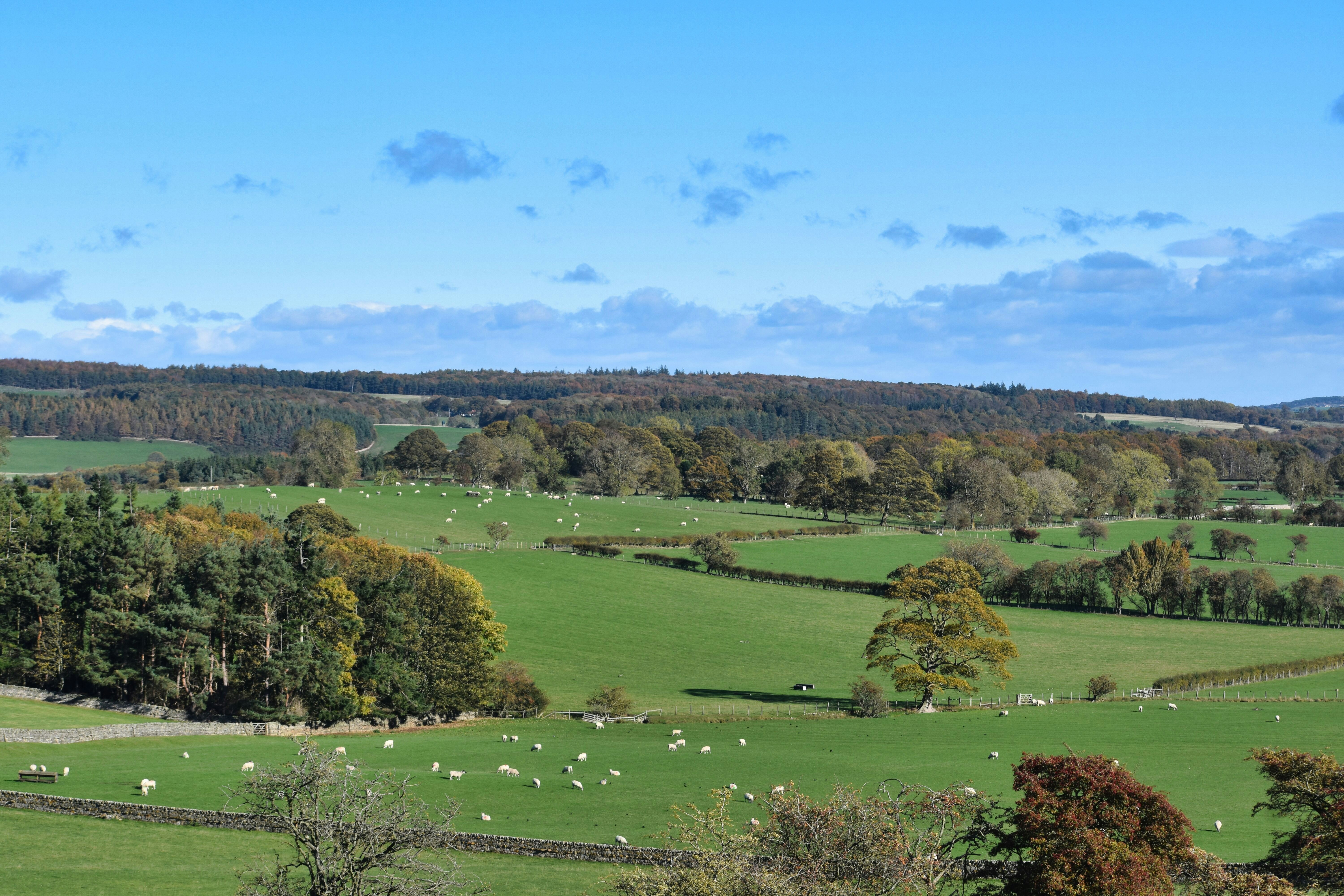 Grüne, sanfte Hügel mit verstreuten Schafen unter blauem Himmel.