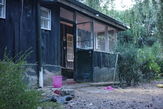Dark wooden cabin with open door and overgrown plants