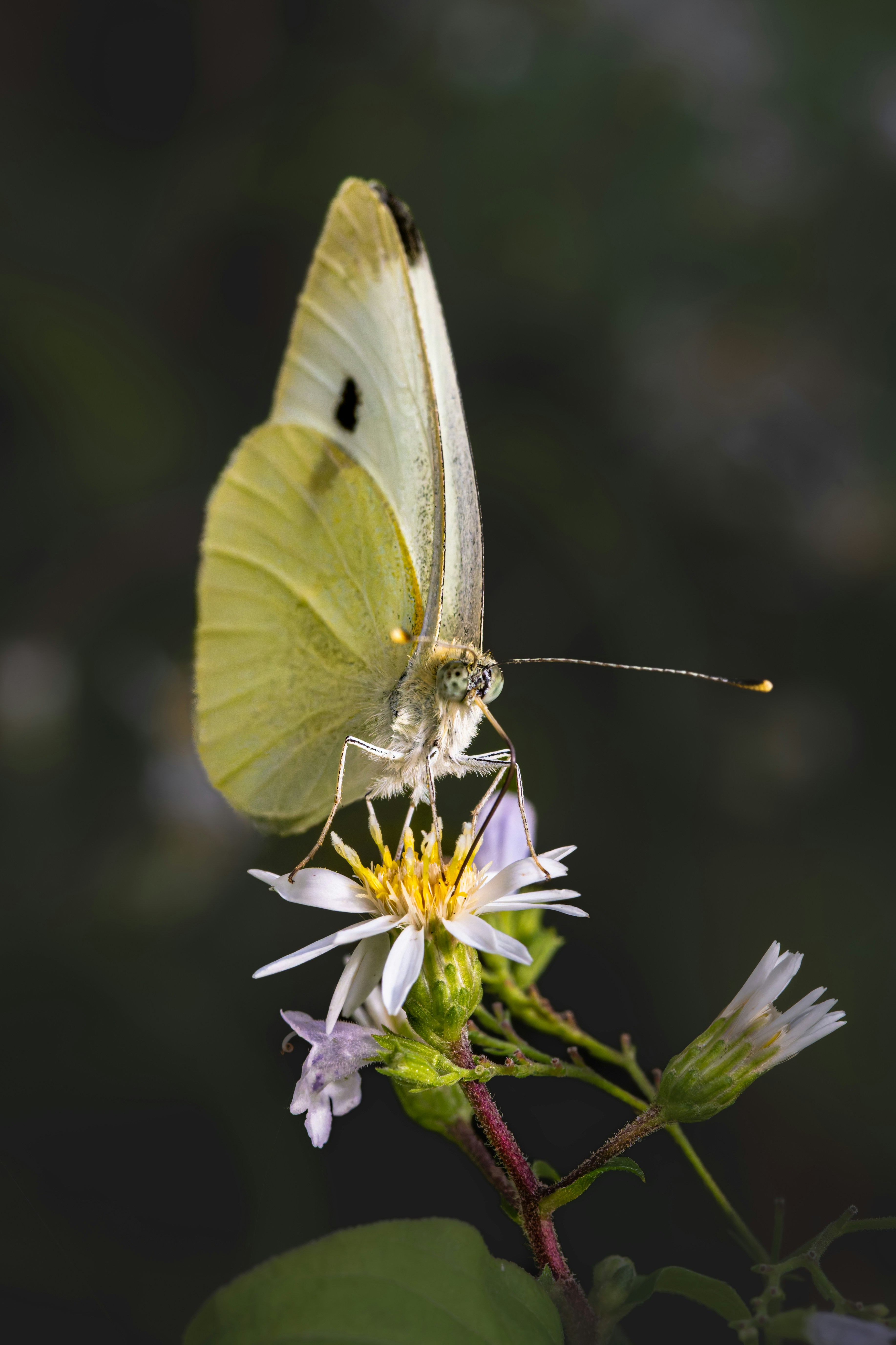 Photo by siegfriedpoepperl