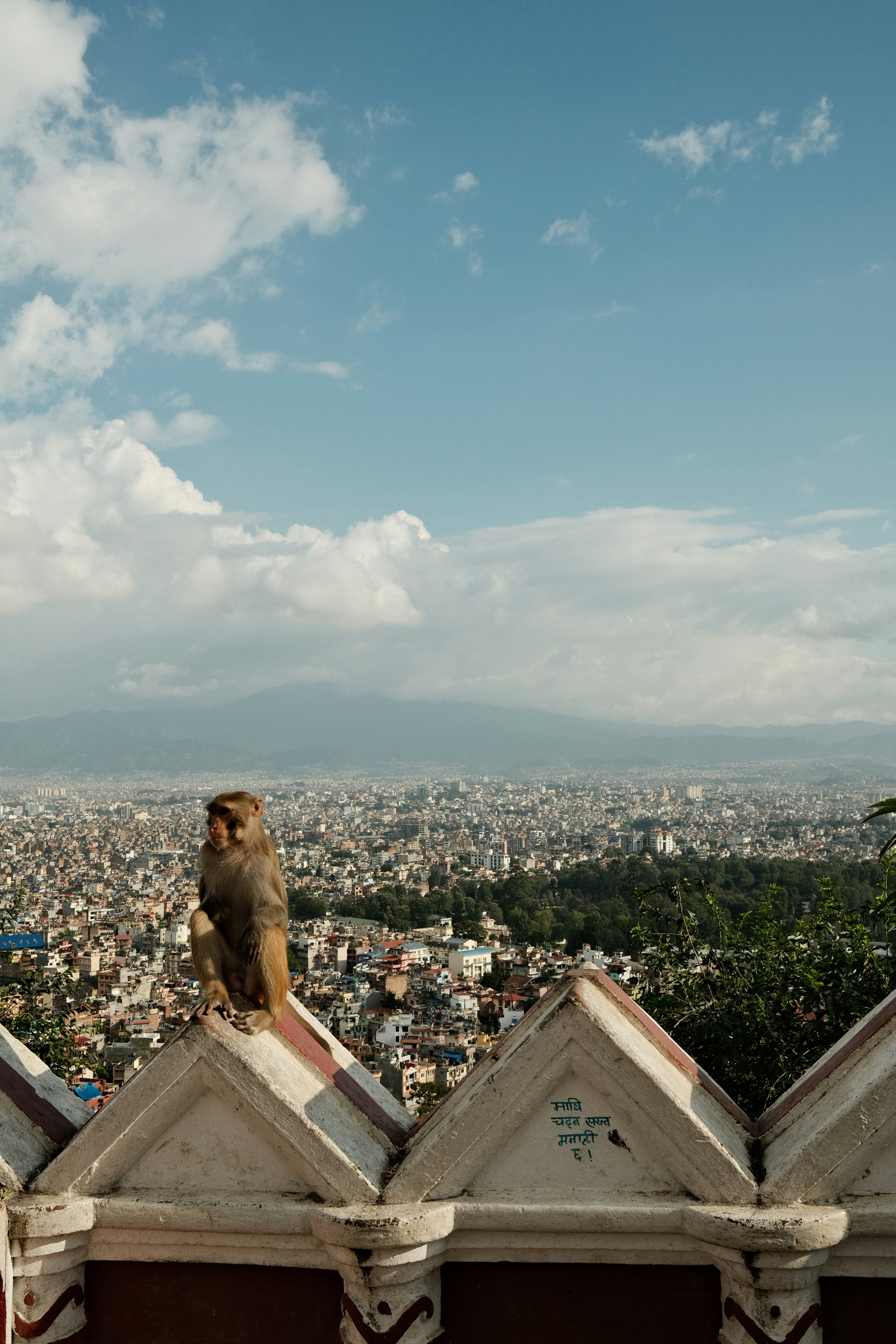 A monkey sits on a wall overlooking a city.