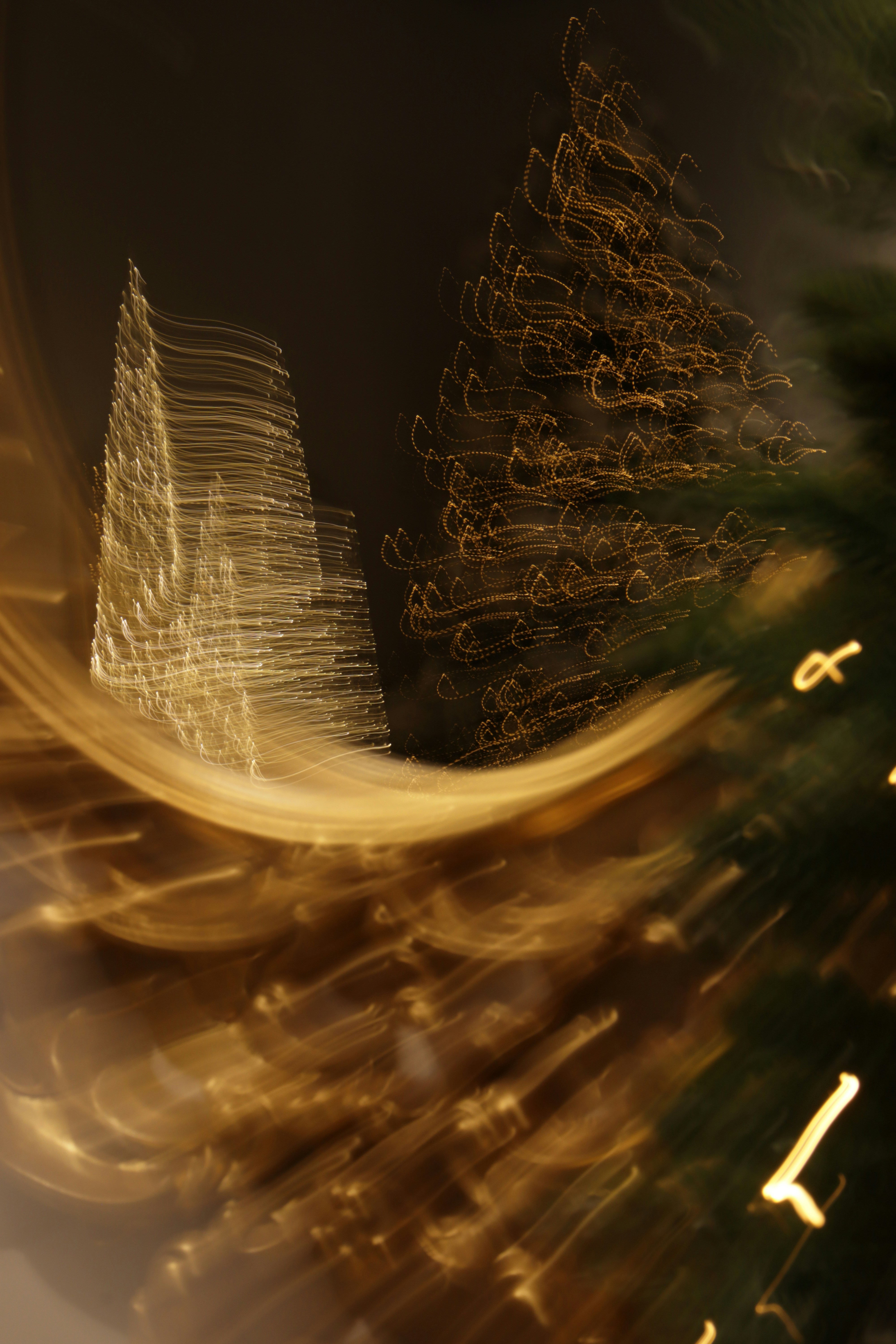 Photo by bored_mongoose