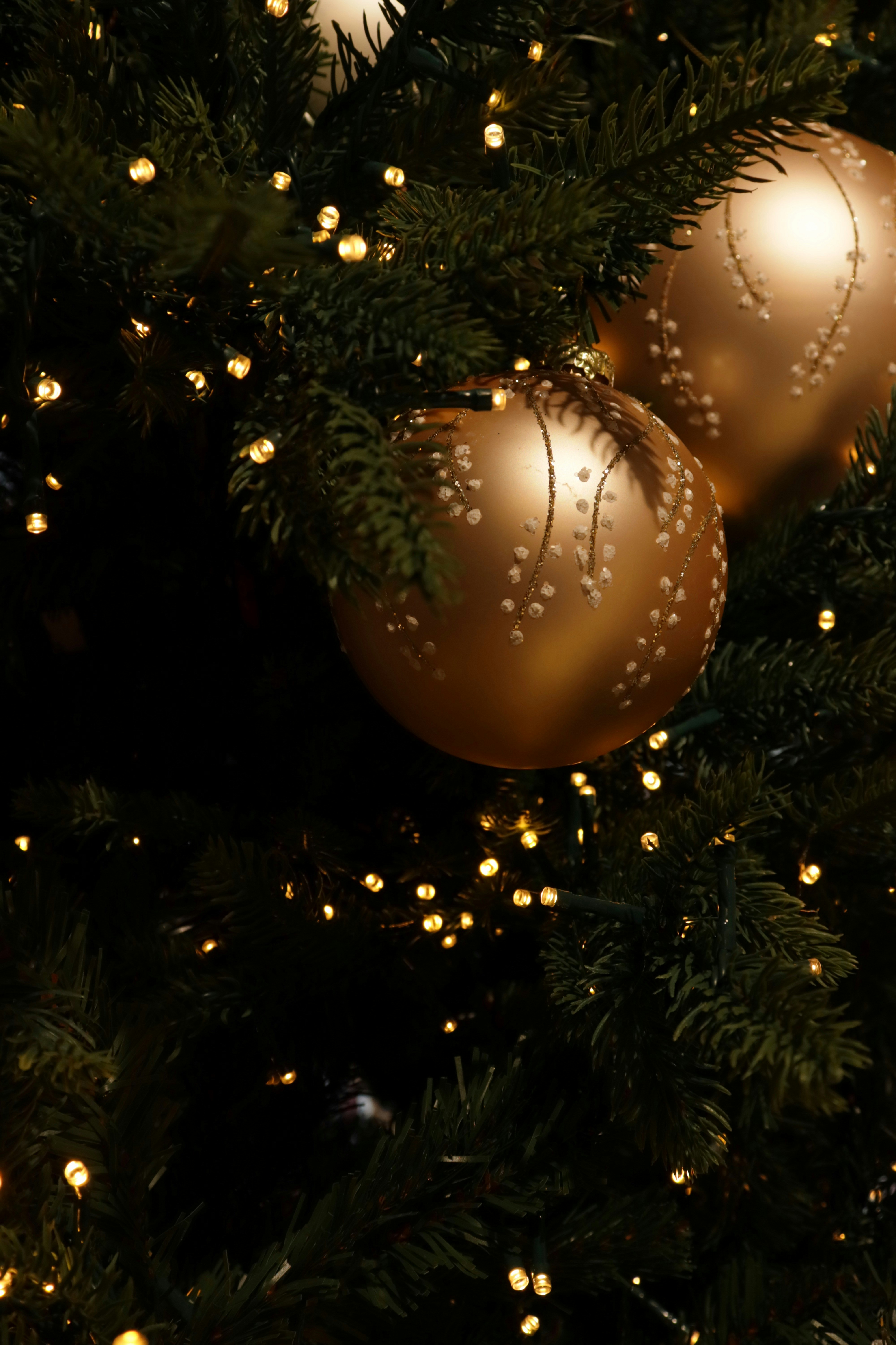 Photo by bored_mongoose