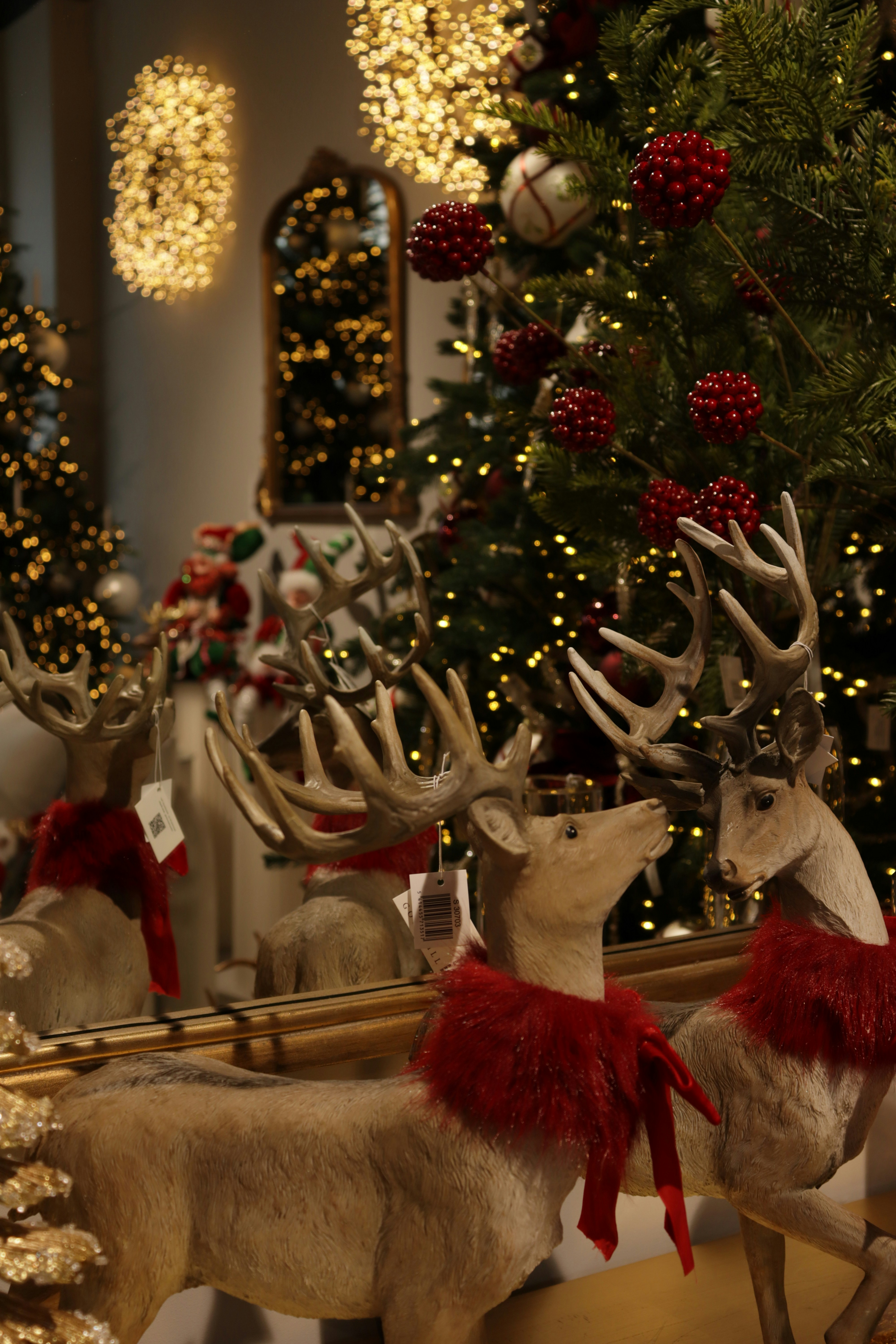 Photo by bored_mongoose