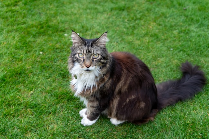 Maine Coon Cat