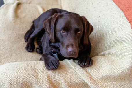 A brown labrador dog rests on a textured blanket.