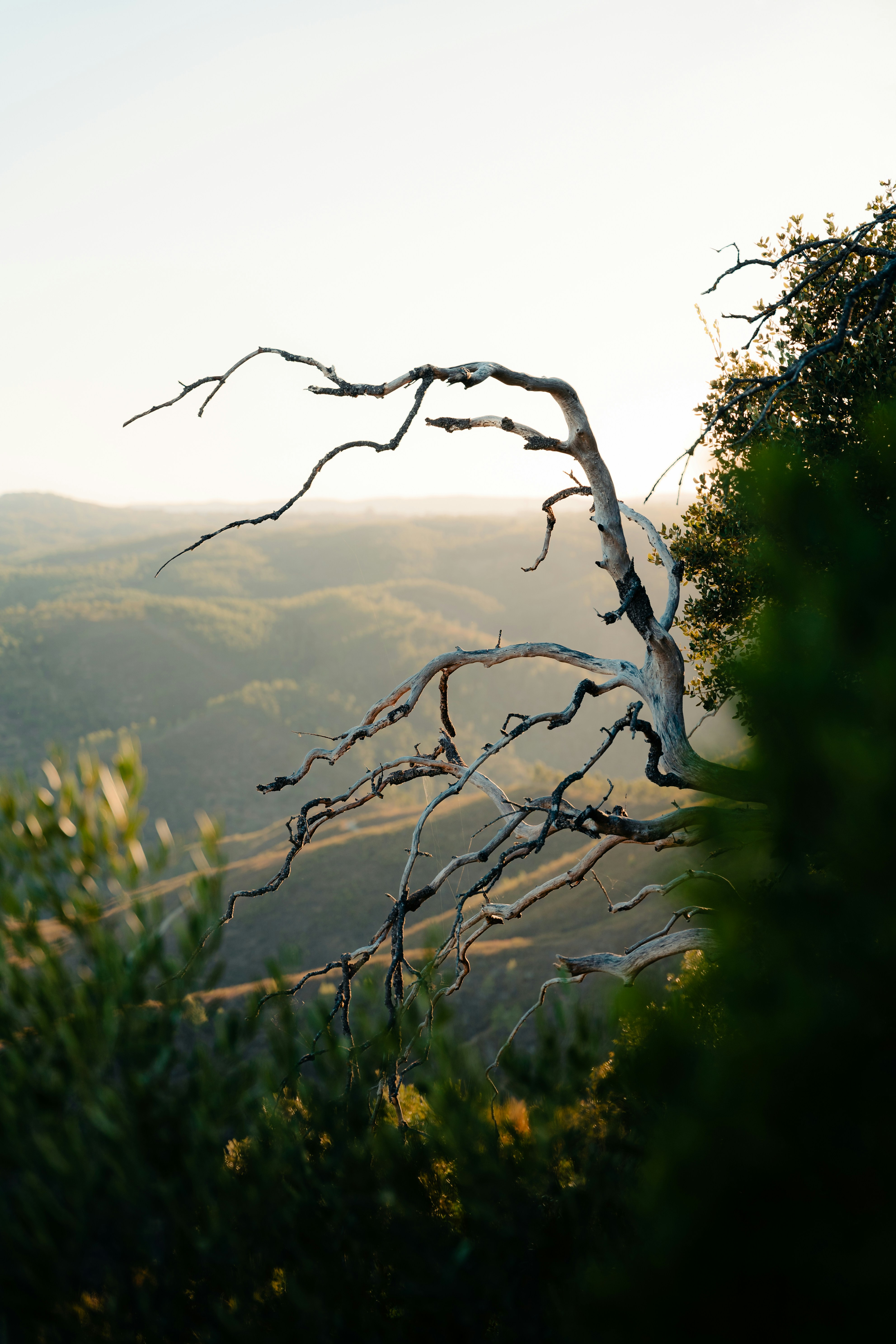 Ein knorriger, toter Baum zeichnete sich gegen einen nebligen Sonnenuntergang ab