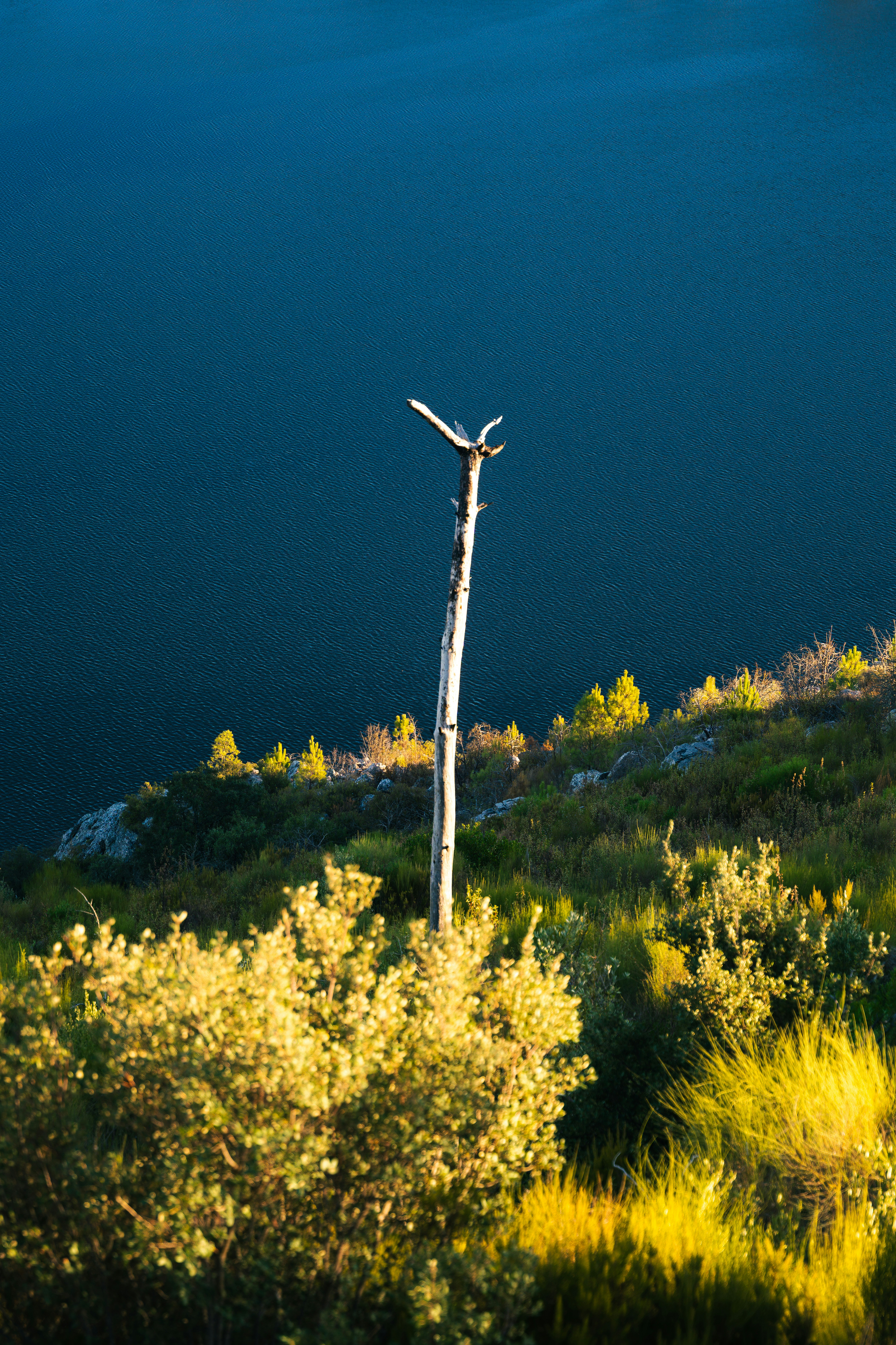 Ein einzelner, toter Baum steht auf einem grasbewachsenen Hügel.