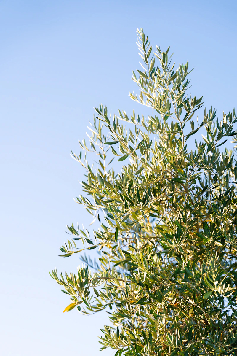 Olive branches against a clear blue sky