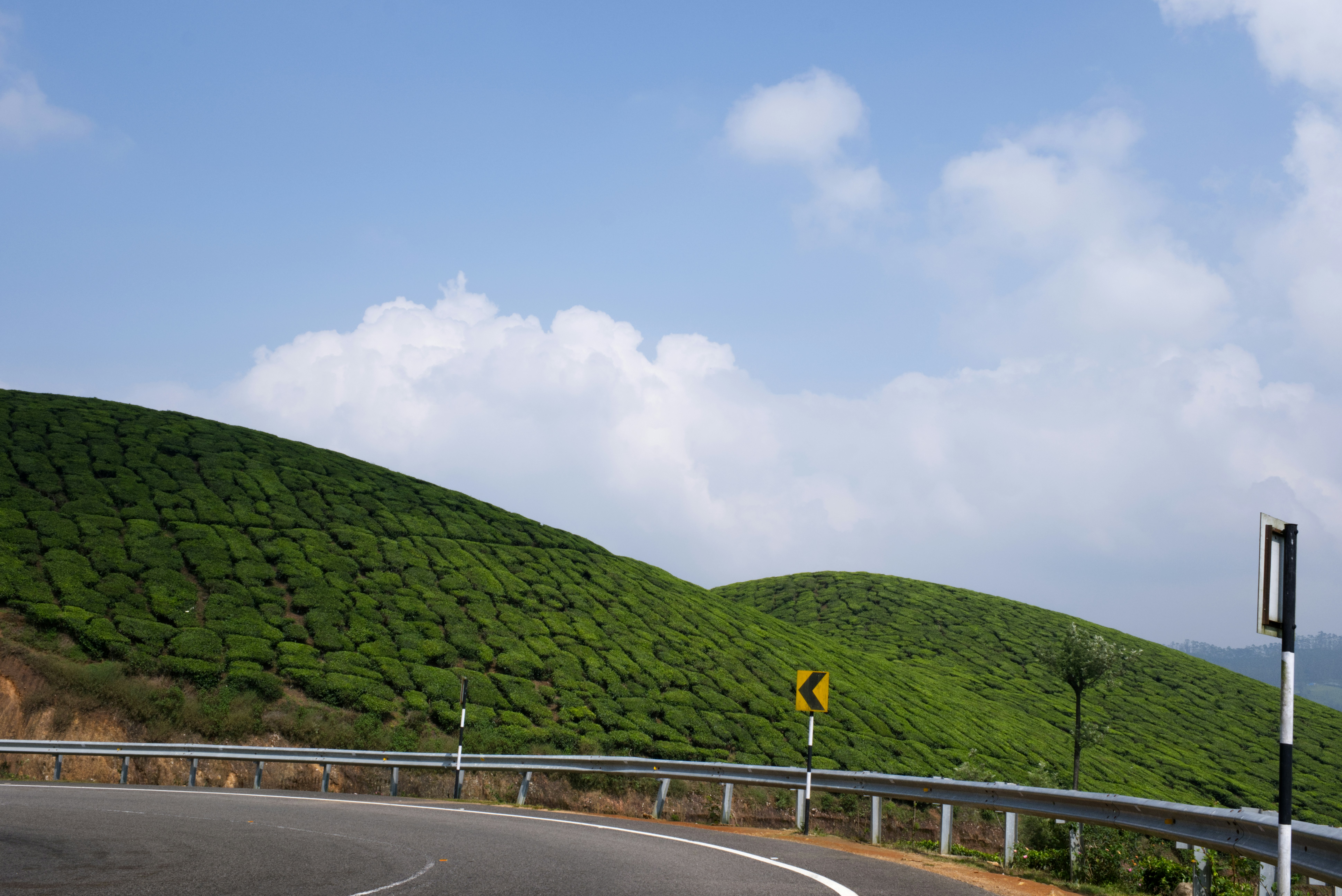 Curving road through lush green tea plantations on hills.