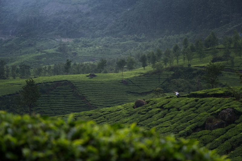 Munnar tea plantation Kerala