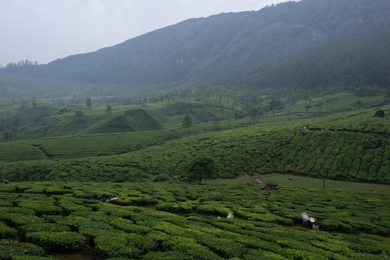 Kerala rolling tea plantation
