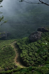 Misty rolling hills covered in lush green tea plantations.