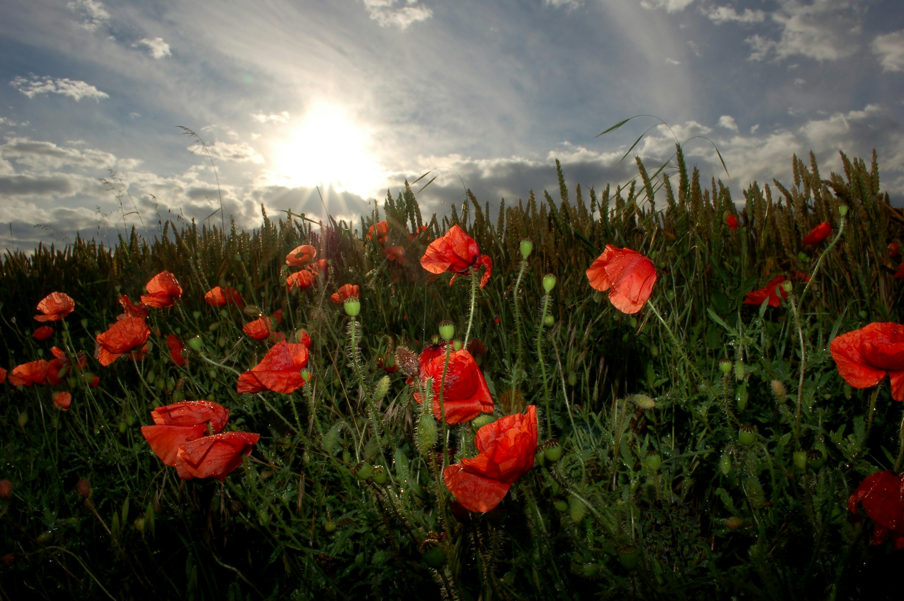 Photo by nikodemus777