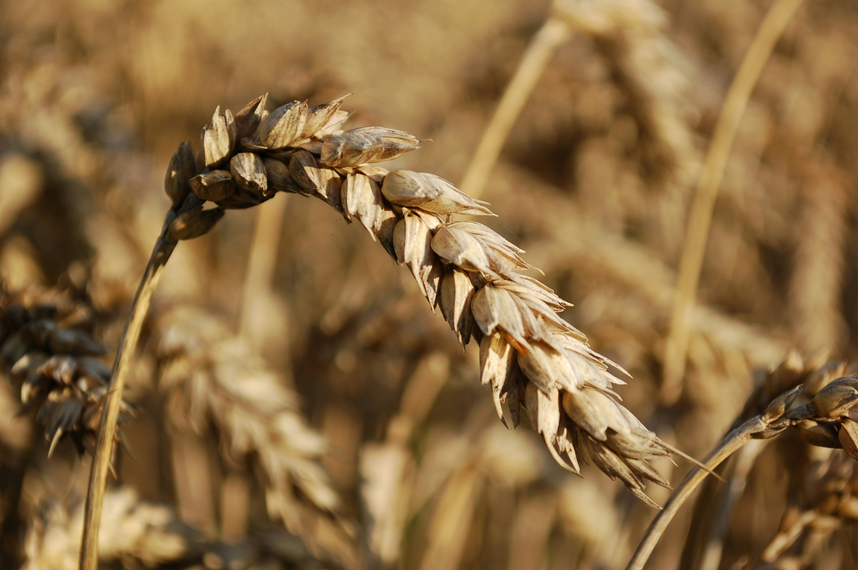 Photo by nikodemus777