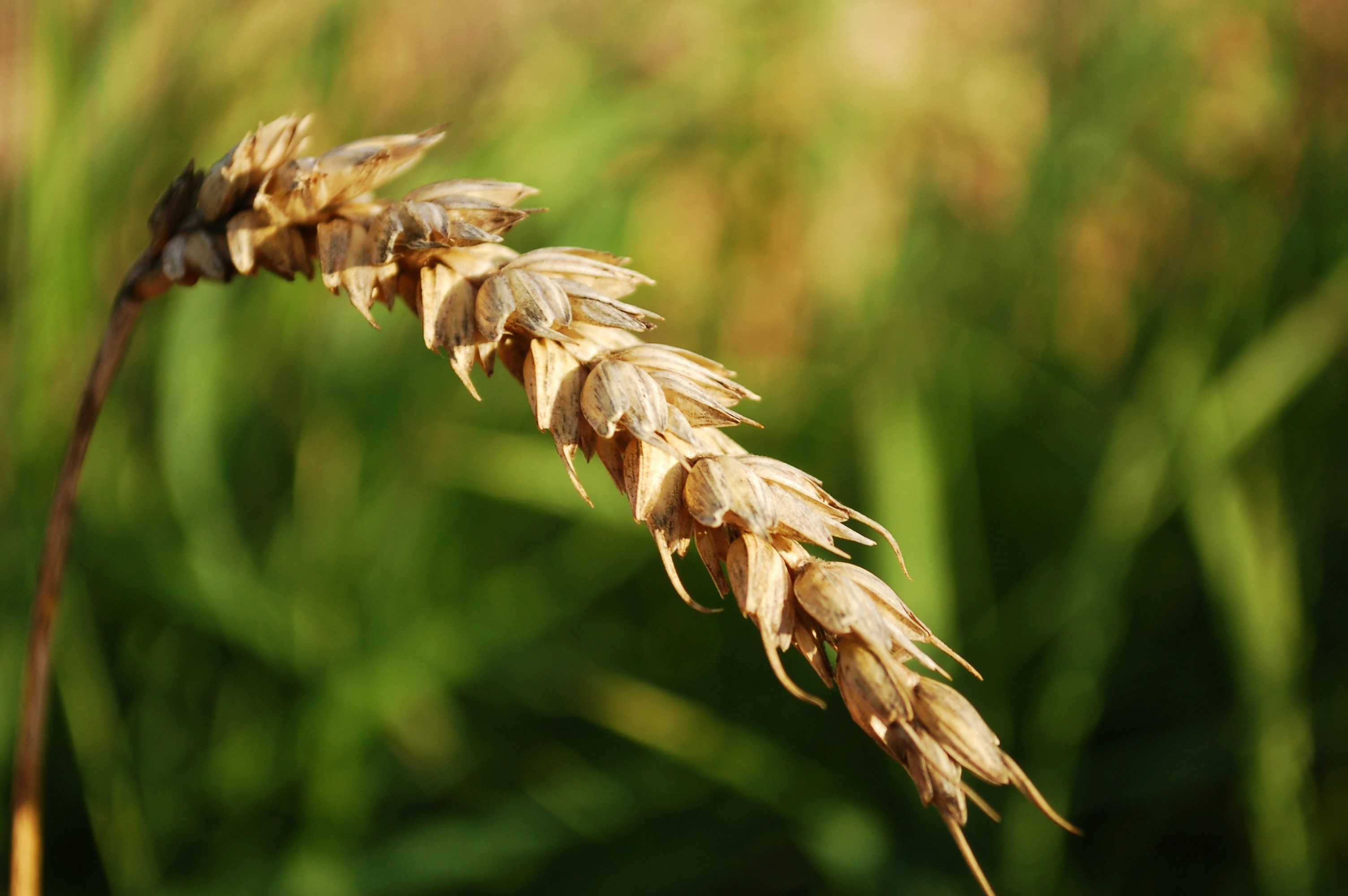 Photo by nikodemus777