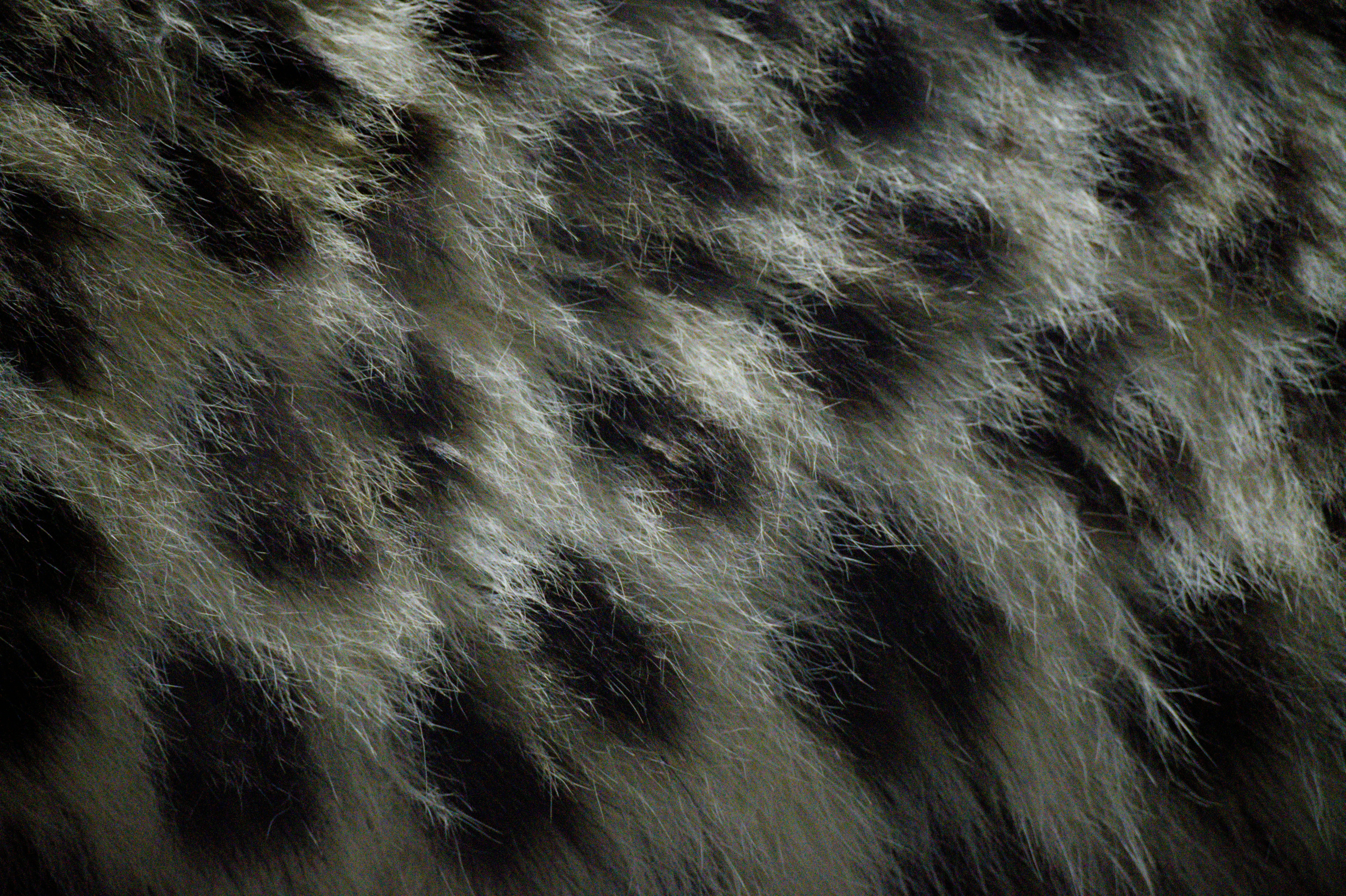 Close-up of a leopard's spotted fur texture
