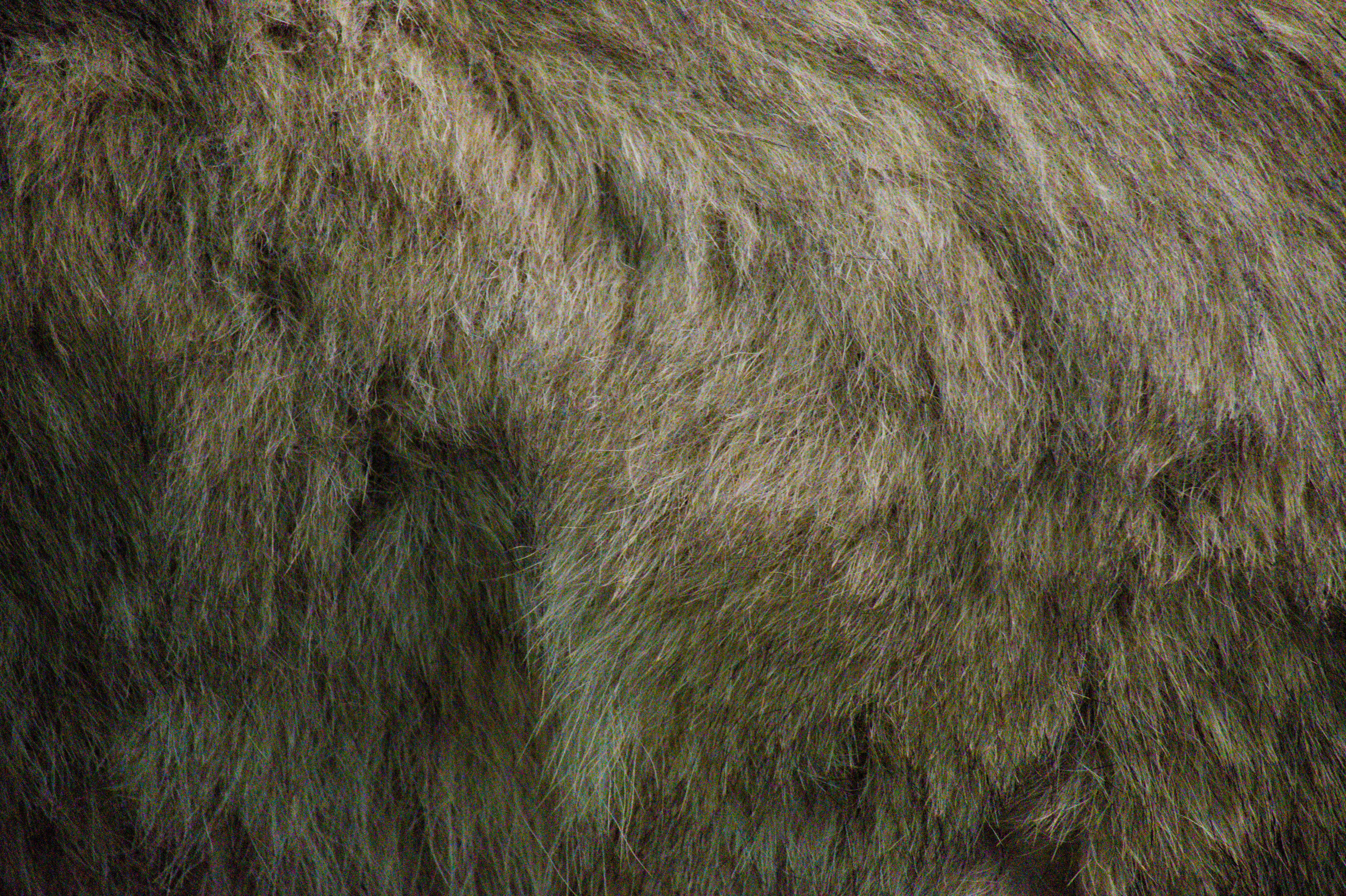 Close-up texture of brown animal fur