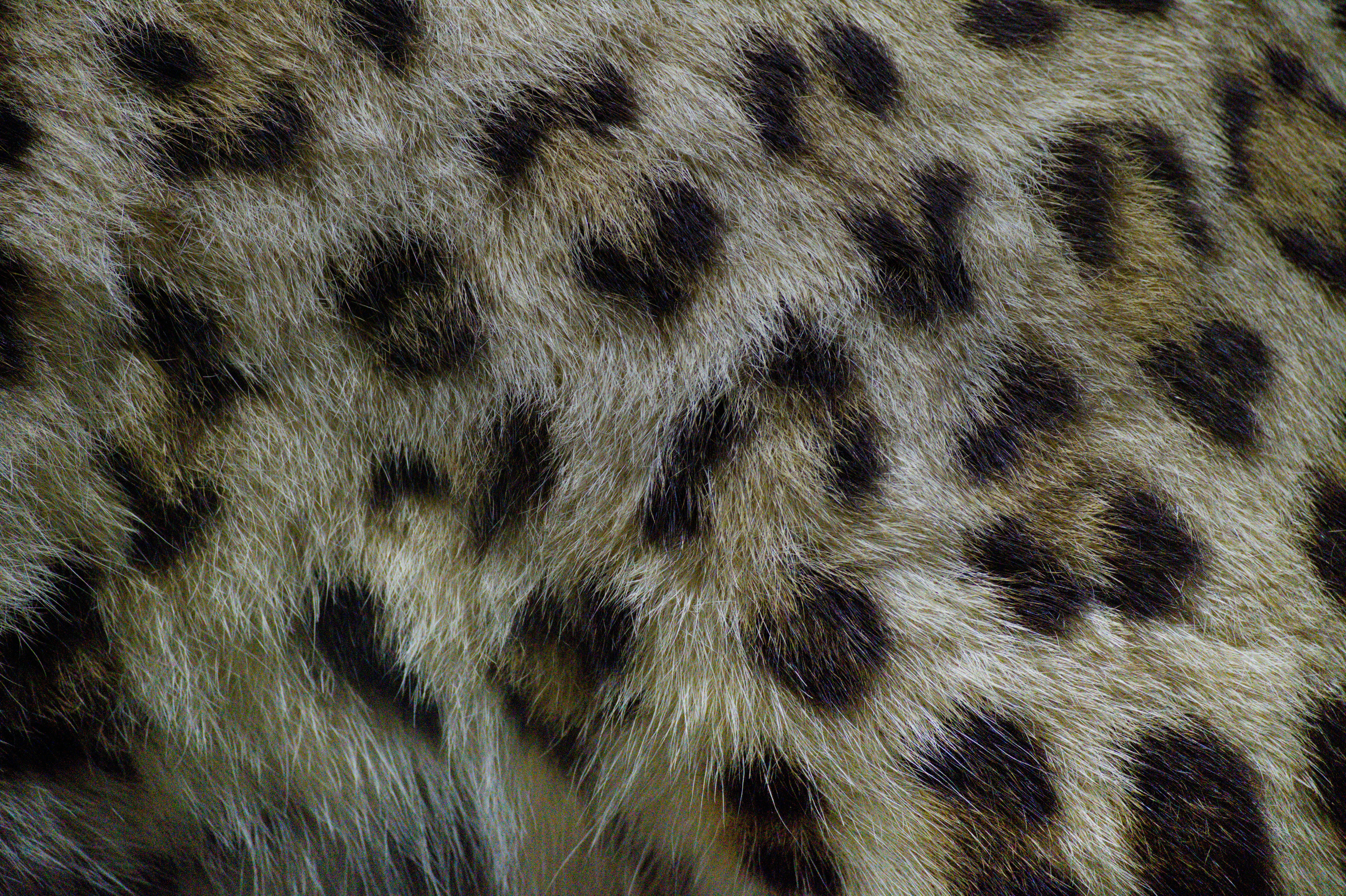 Close-up of a leopard's spotted fur pattern.