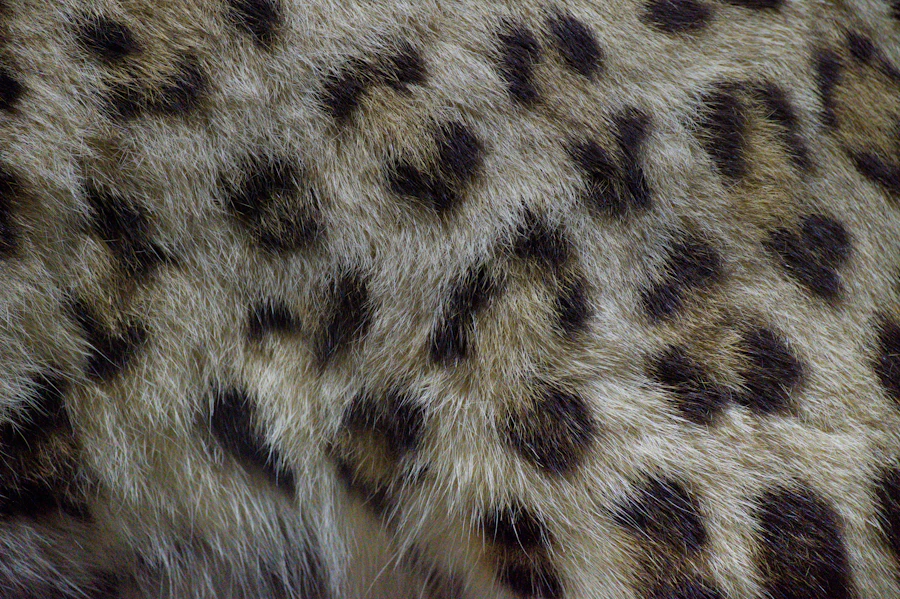 Close detail of a leopard's spotted coat