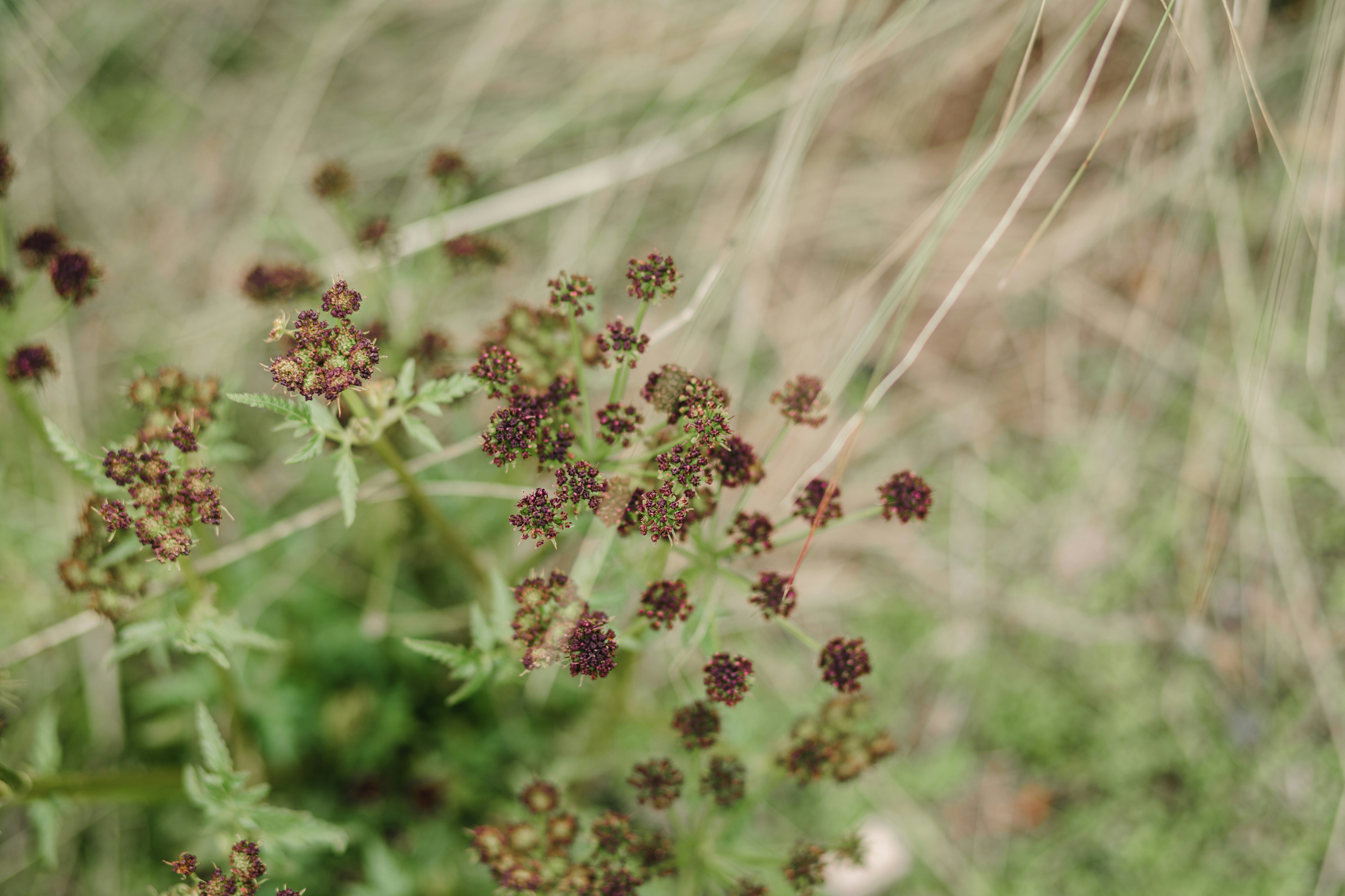 Small dark flowers on a green stem