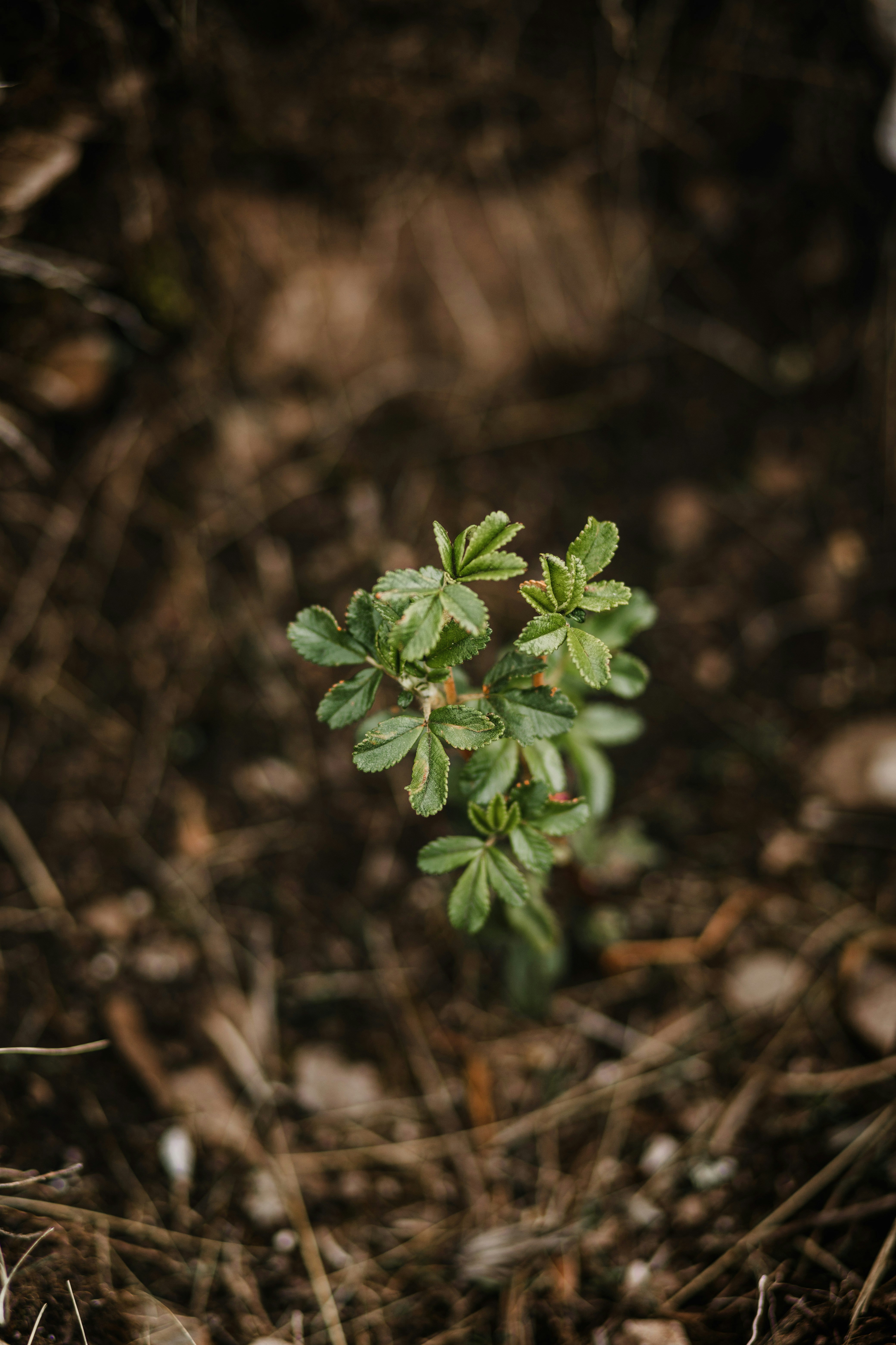 A small green plant growing in dry soil.