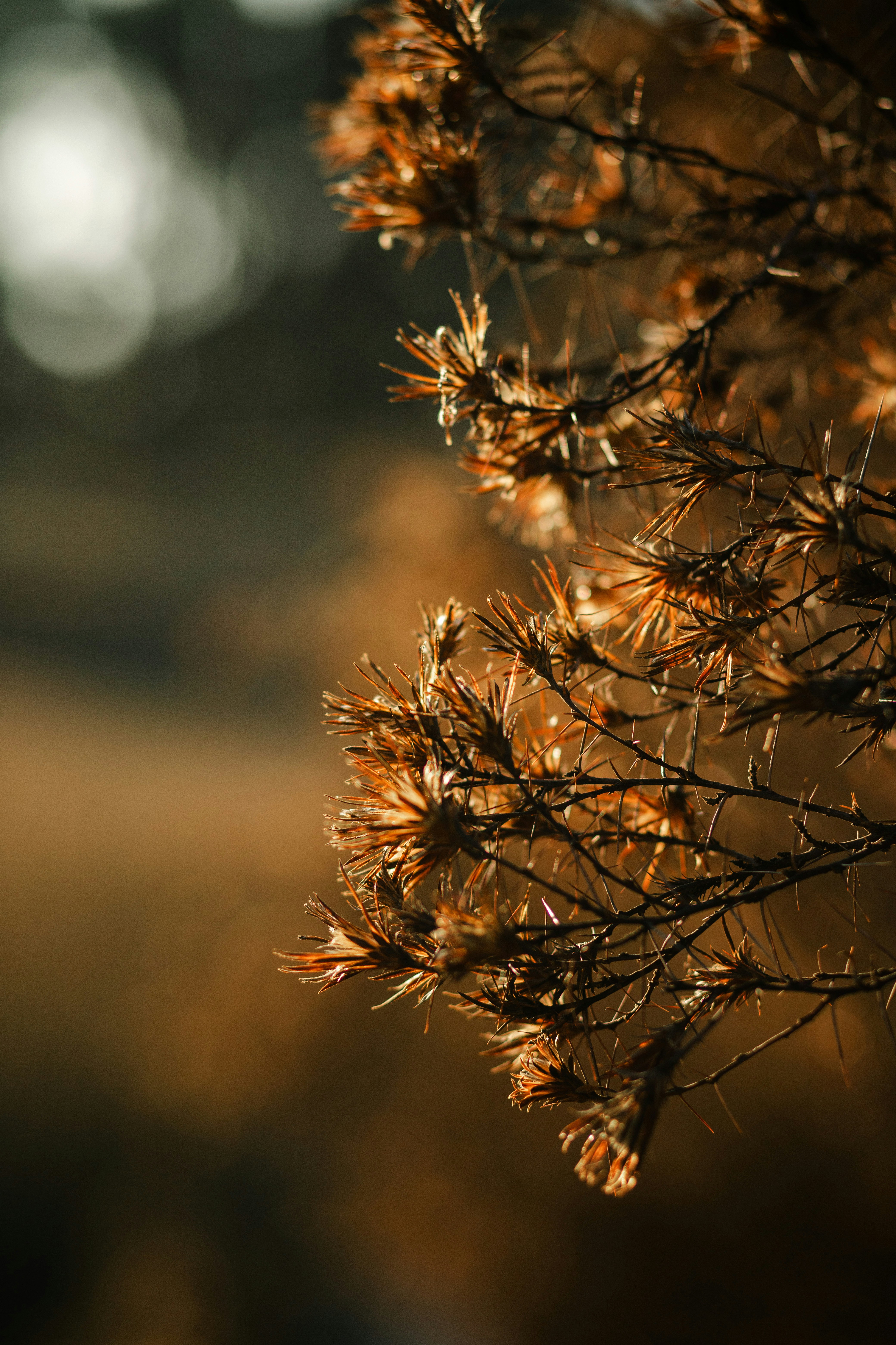 Close-up of dry autumn plant with delicate branches