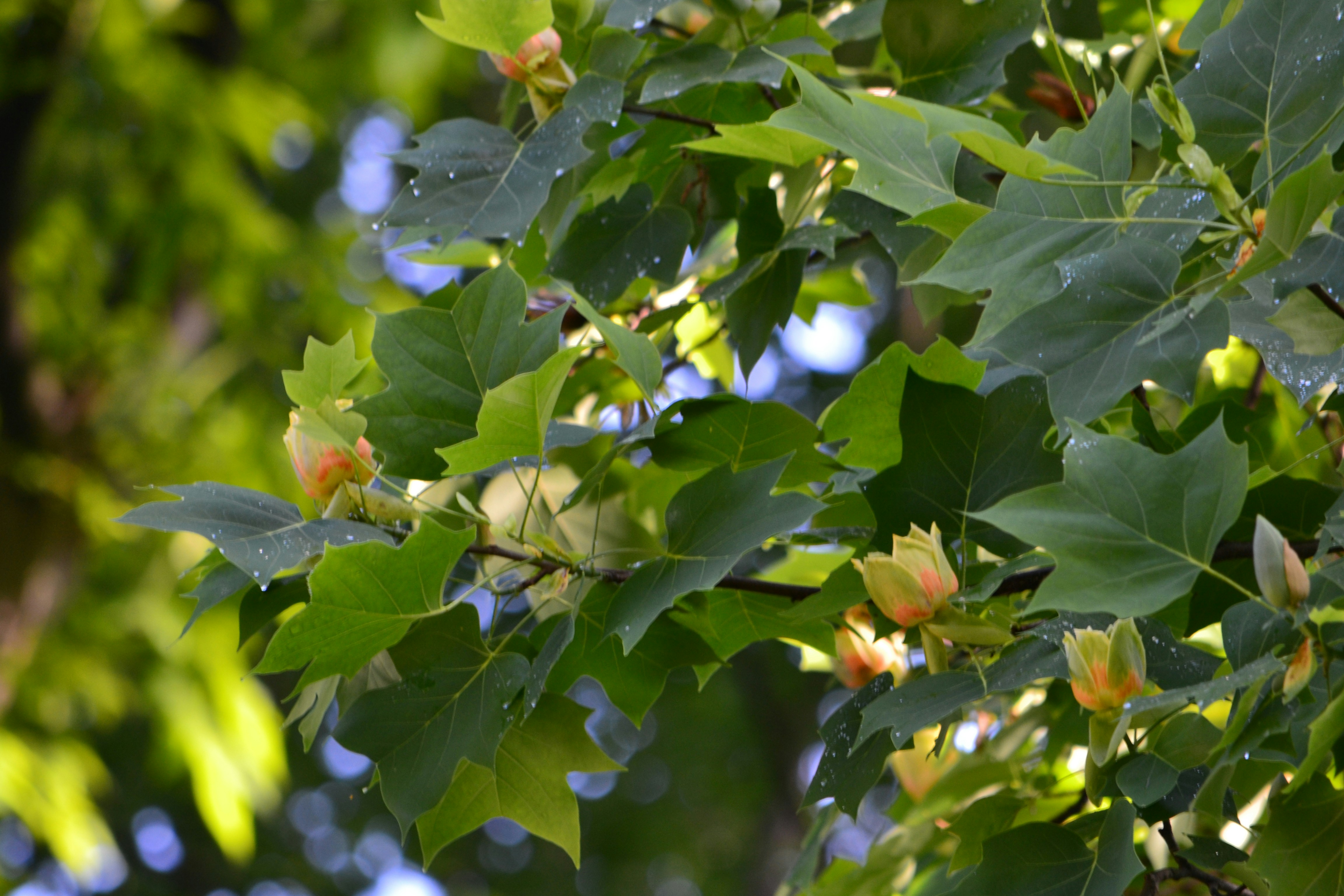 Photo by tatianna161