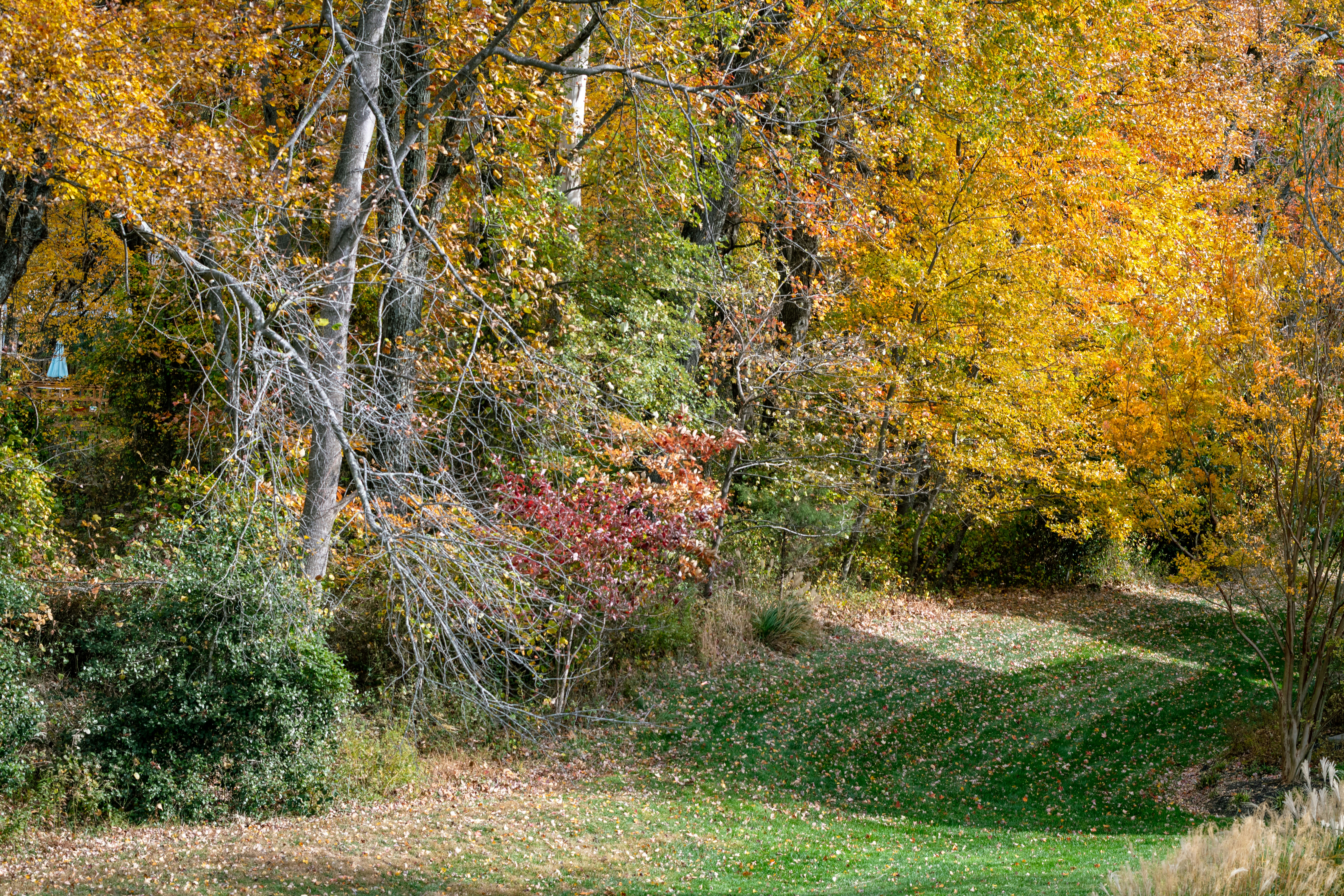 Autumn foliage in a wooded area with fallen leaves.