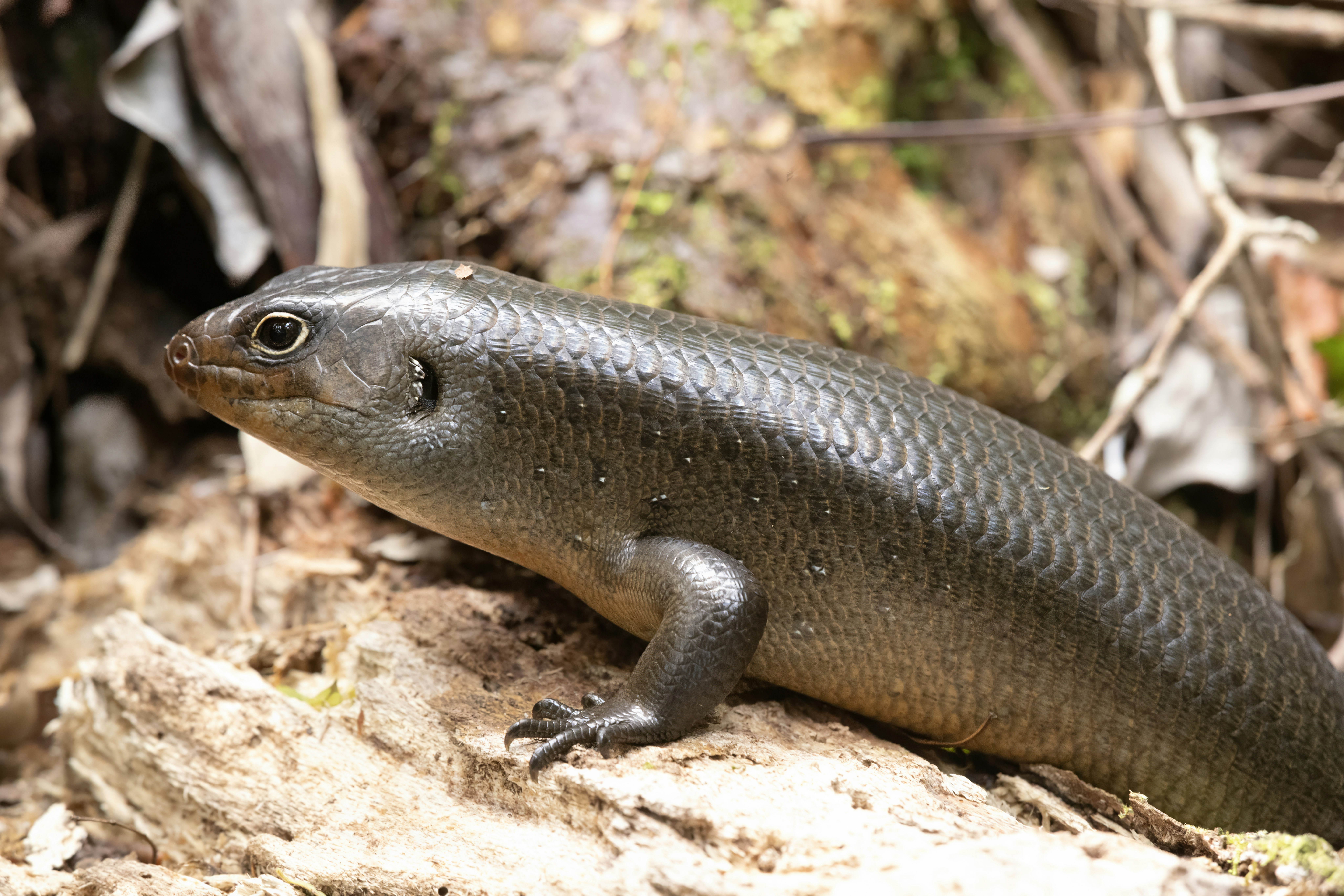 A close-up of a brown lizard on a log.