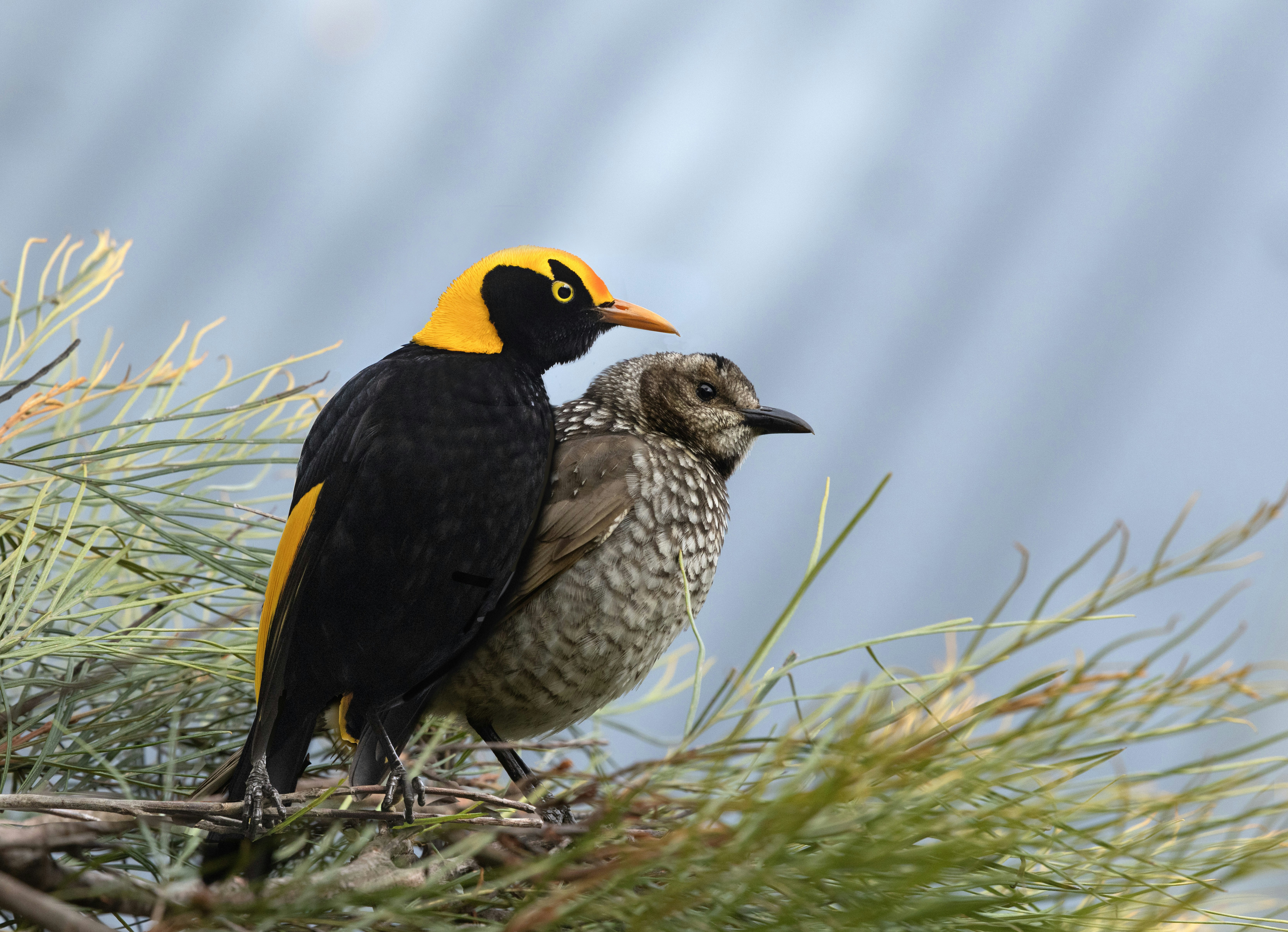 Two birds perched on a branch with soft background.
