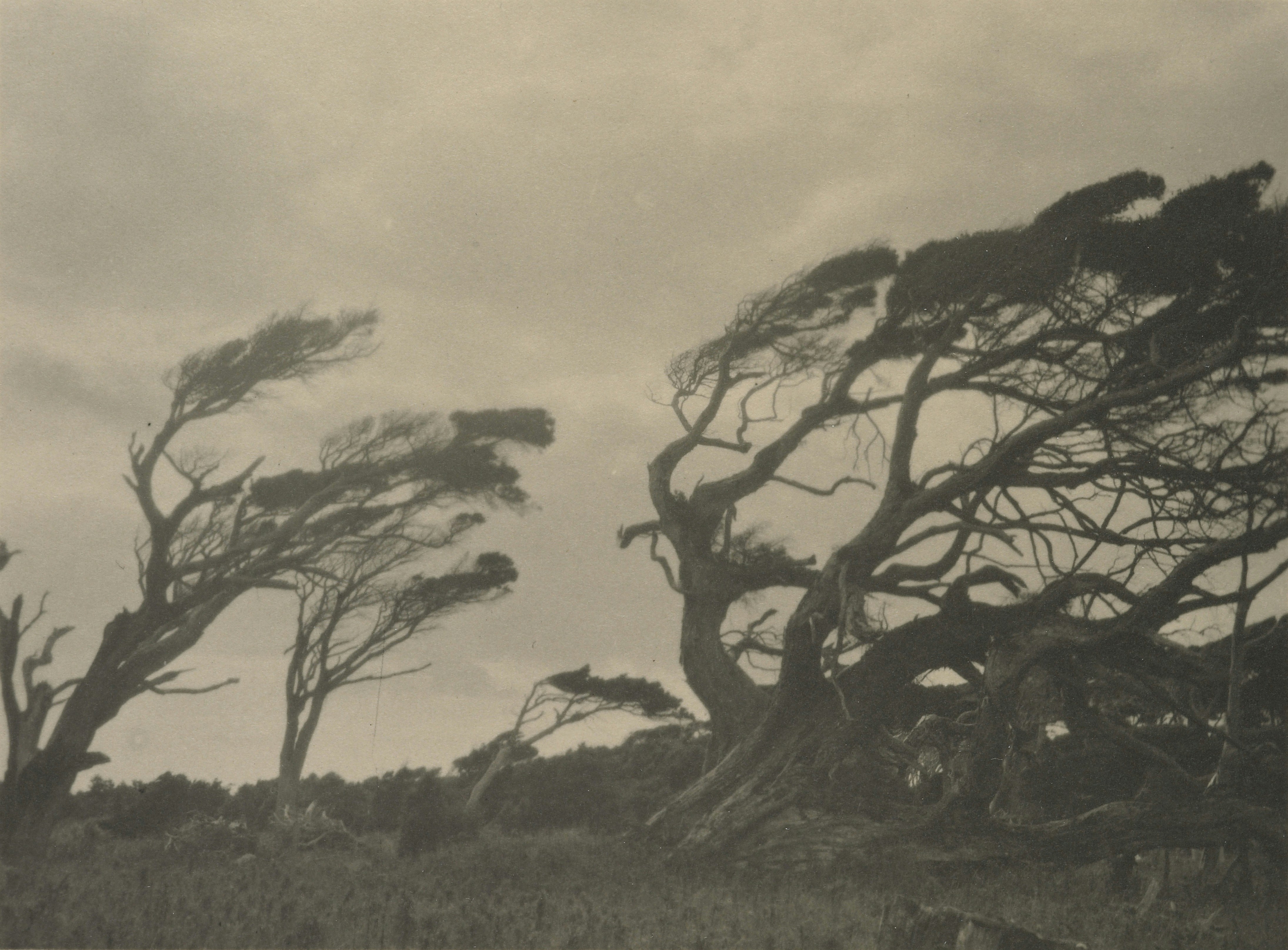 Twisted trees bent by strong winds on a cloudy day