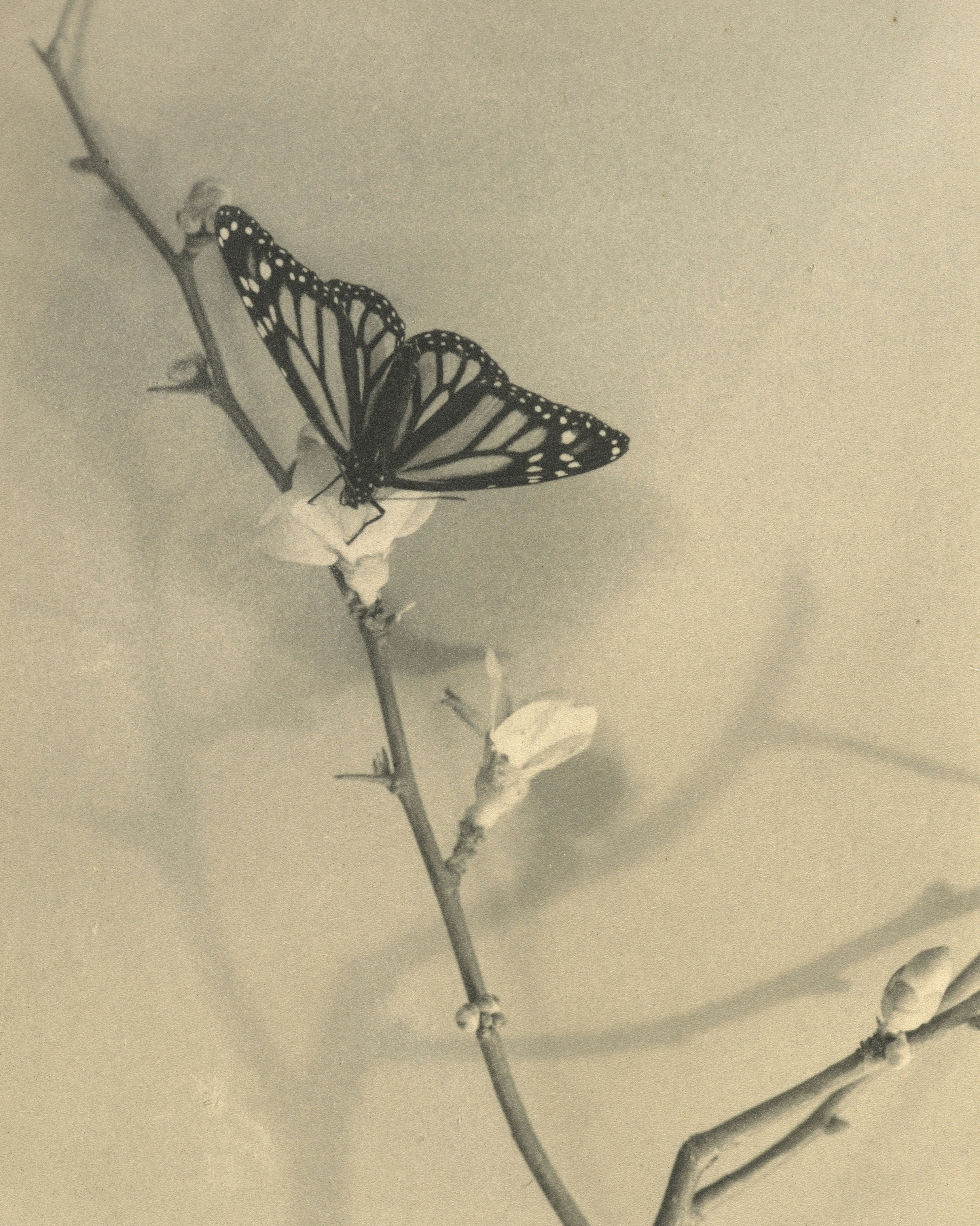La mariposa monarca descansa sobre una rama delicada.