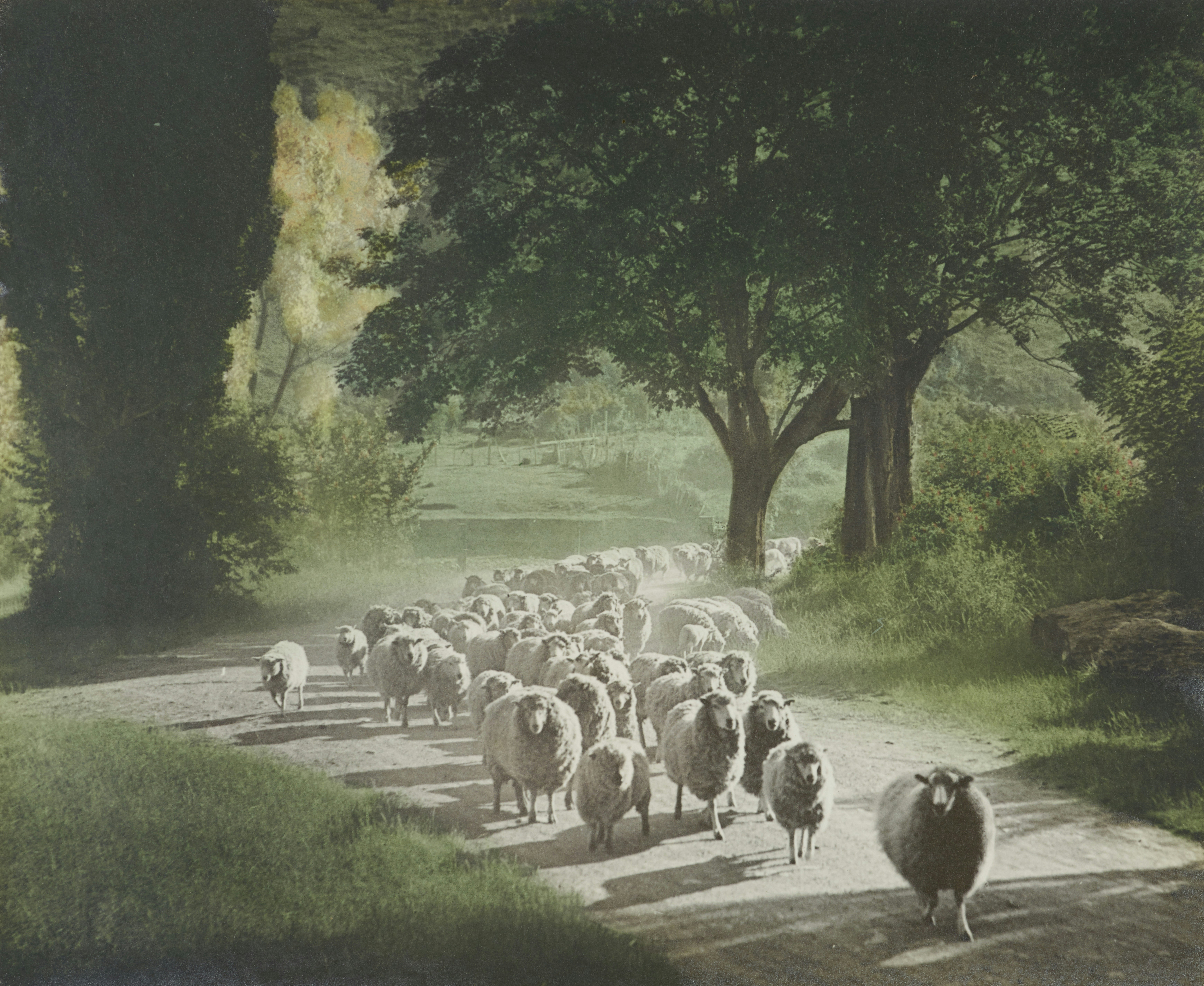 A flock of sheep walking on a dusty rural road.