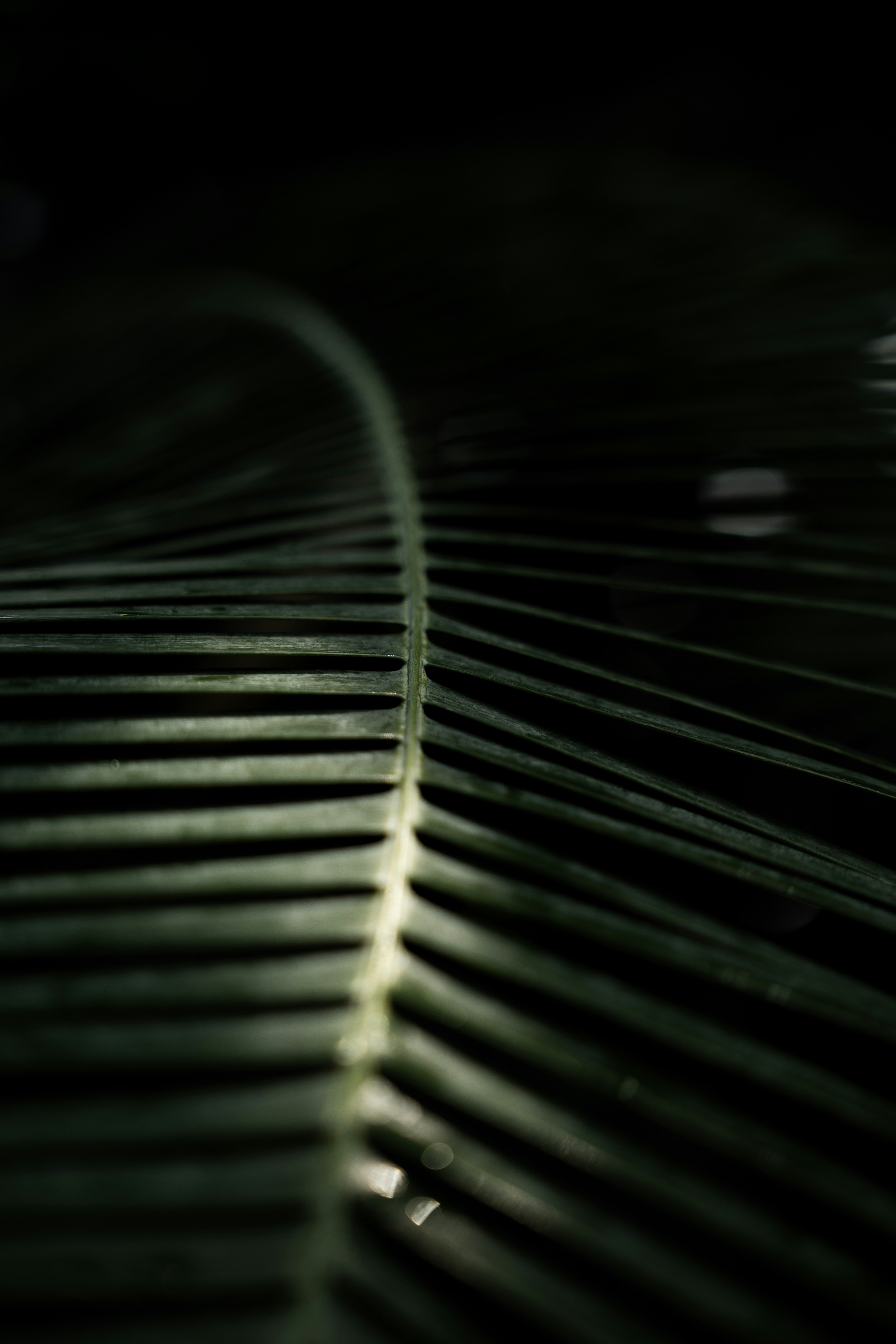 Close-up of a dark green palm leaf