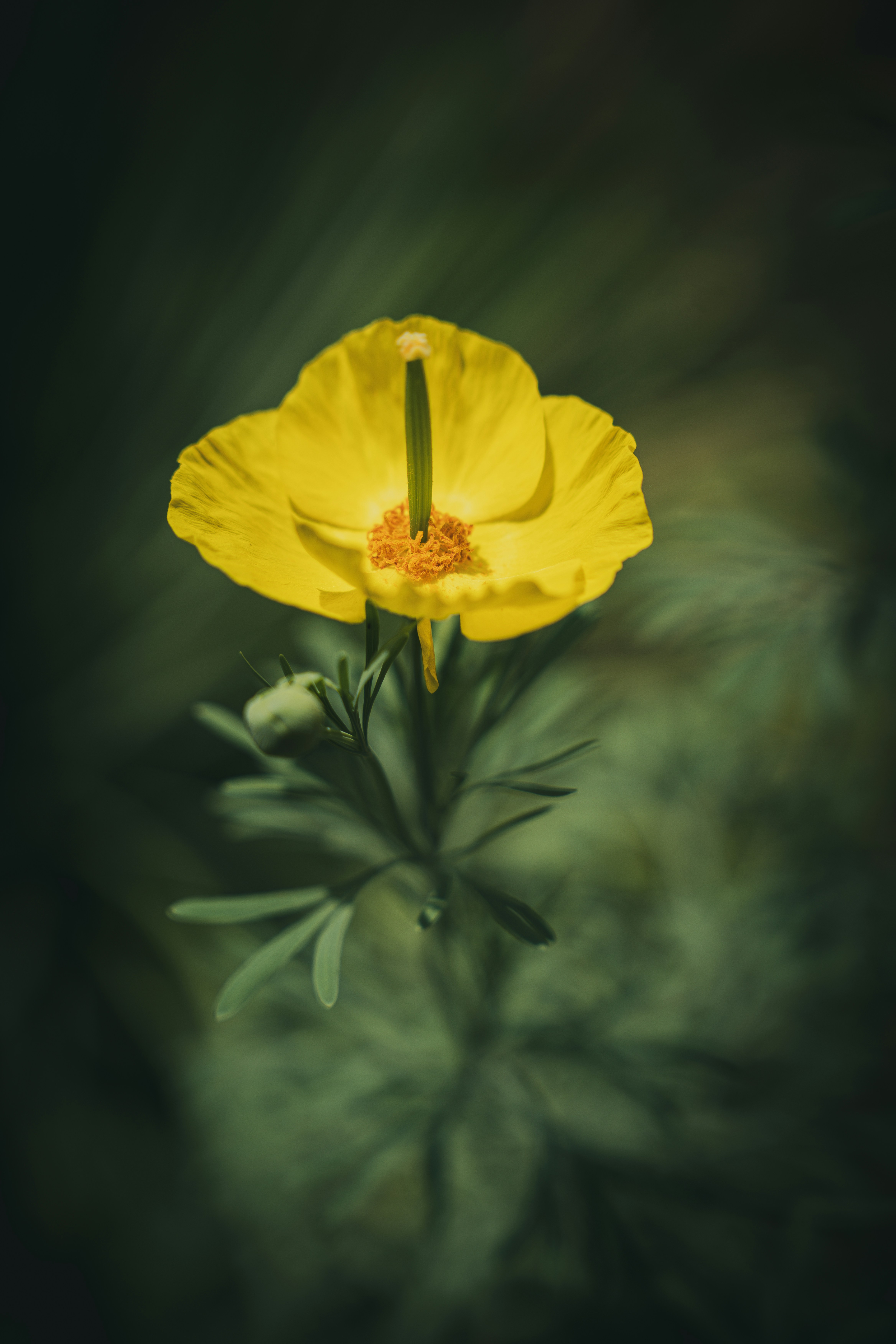 A single yellow poppy flower with green leaves.