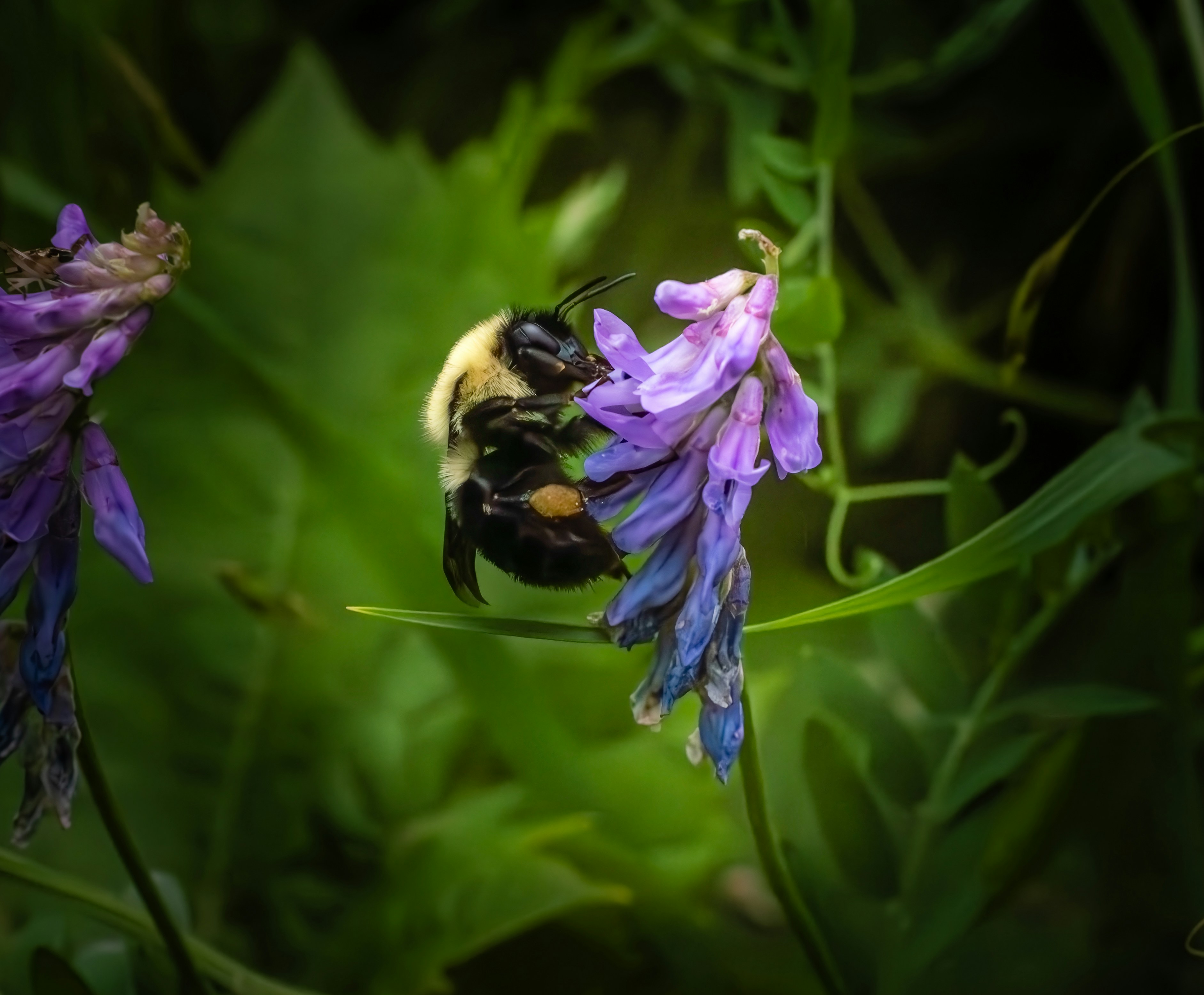 A fuzzy bumblebee collects nectar from a purple flower.