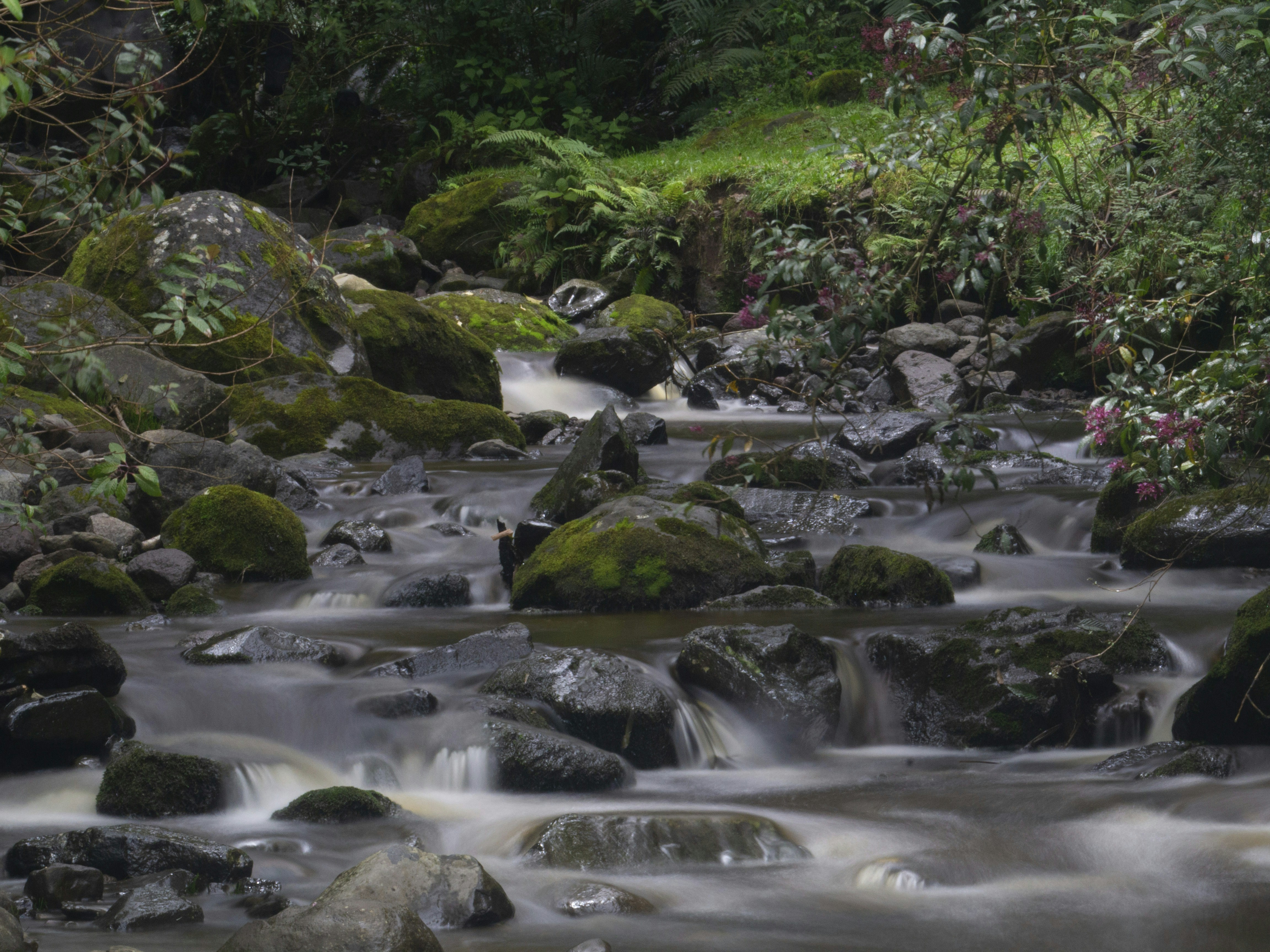 森の小川が苔むした岩の上を流れています。