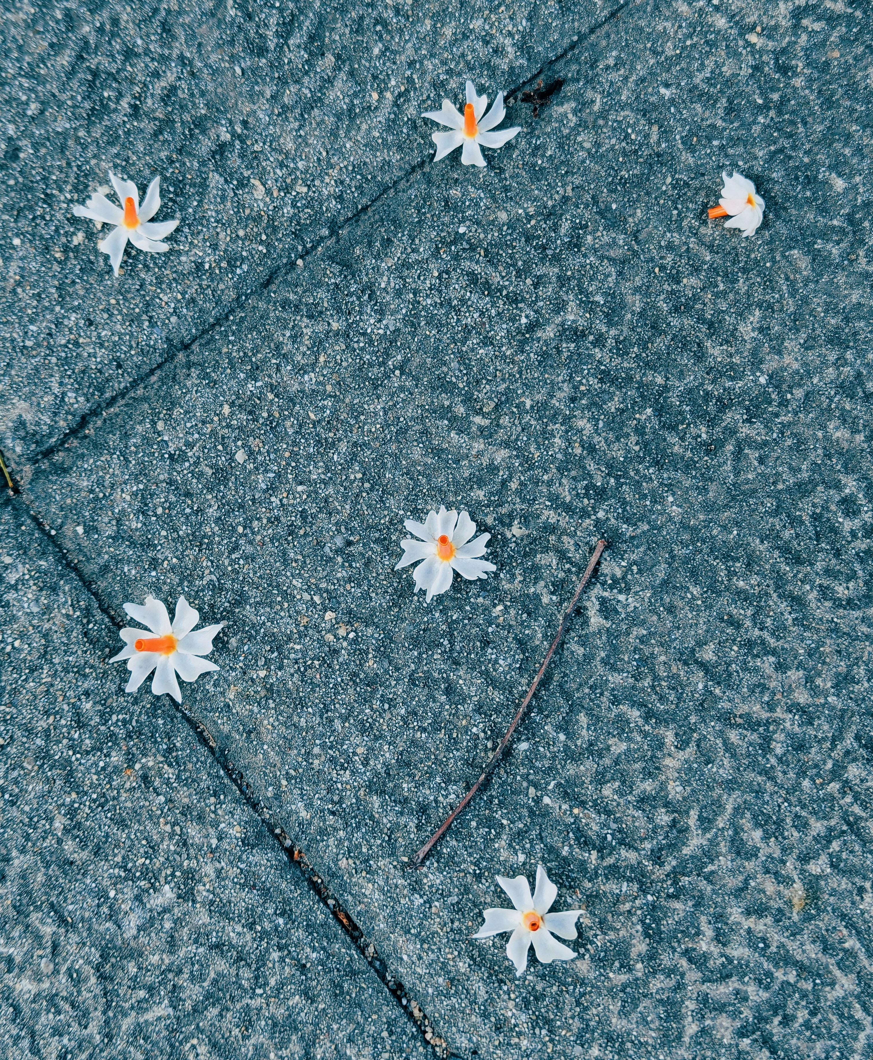 Small white flowers scattered on a stone path.