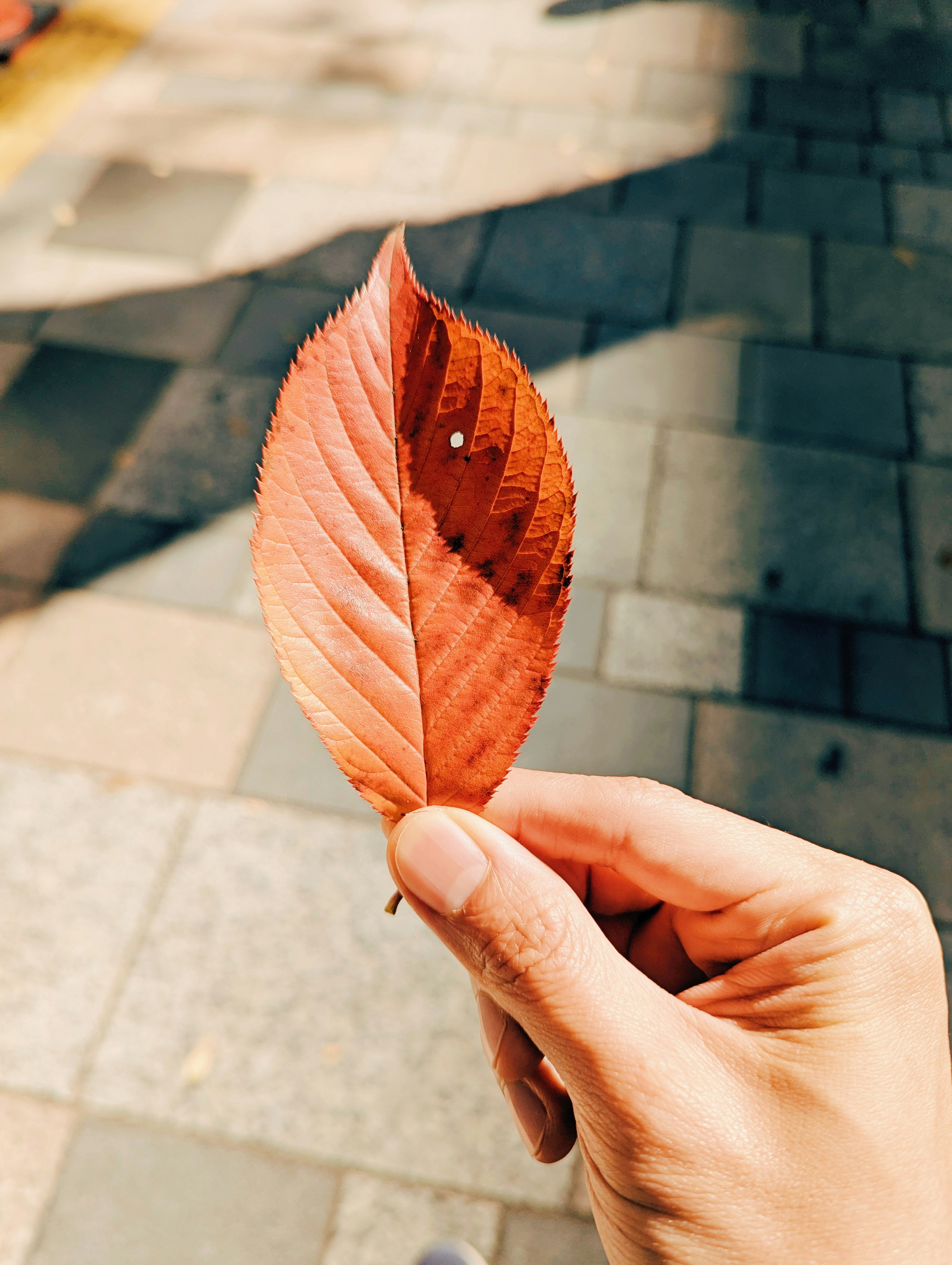 Hand holding a single reddish-brown autumn leaf